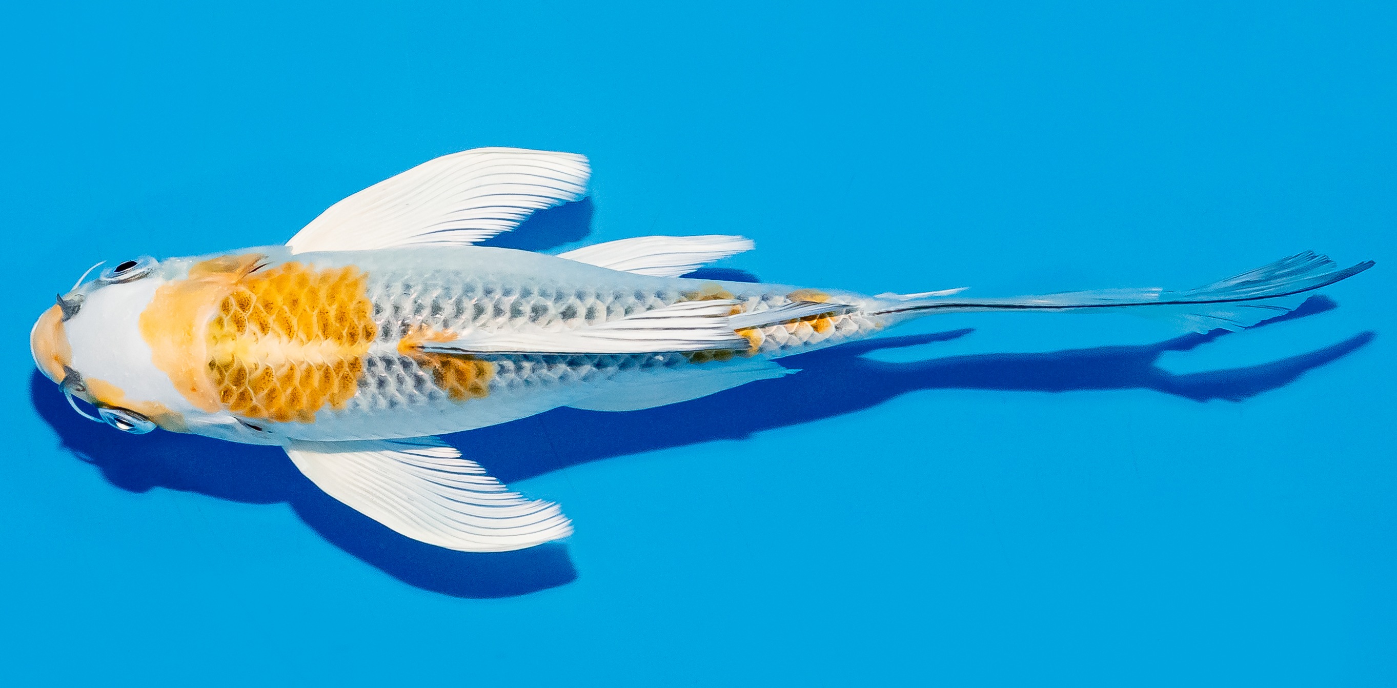 Butterfly Koi 20-25cm Nr. 5403