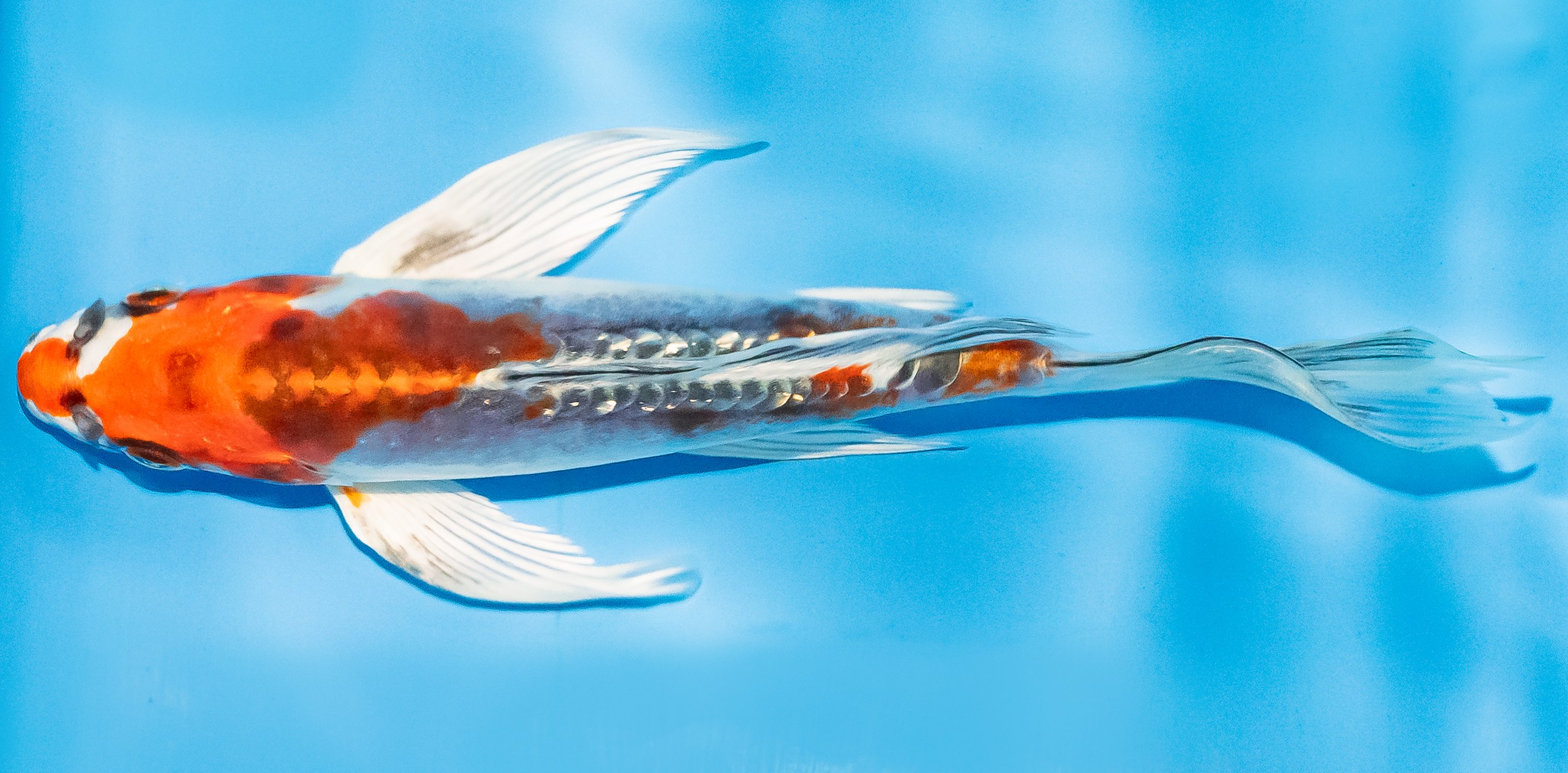 Butterfly Koi 14-17cm Nr. 3713