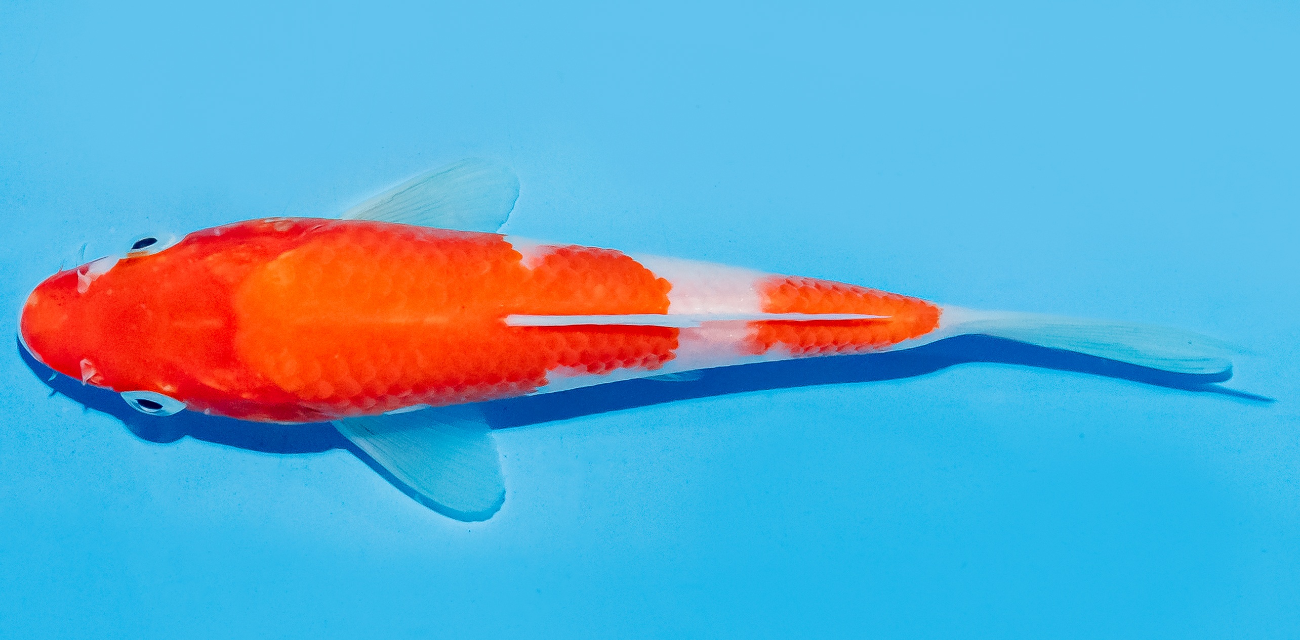 Koi 17-20cm Nr. 8757