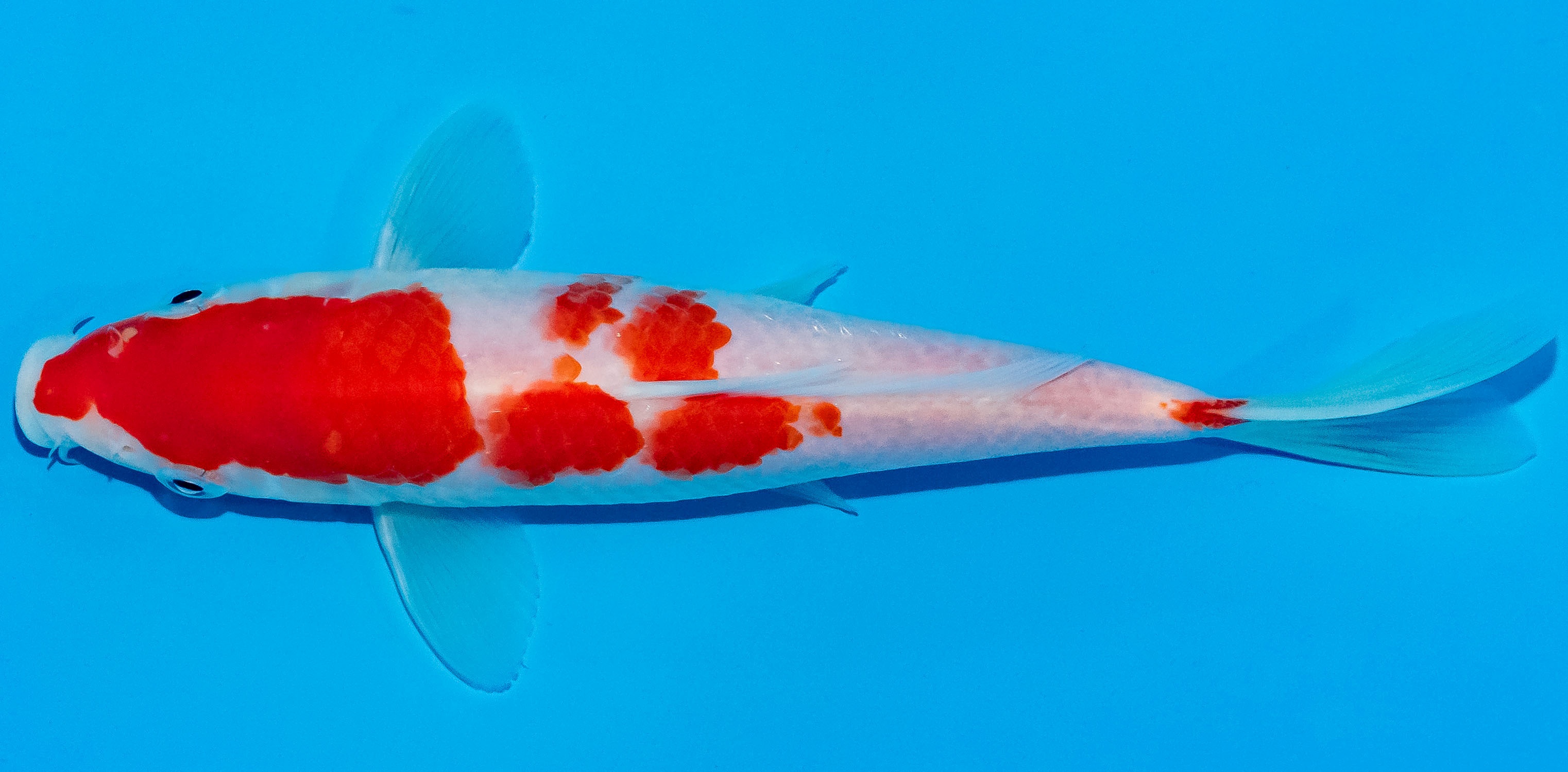 Koi 17-20cm Nr. 2047
