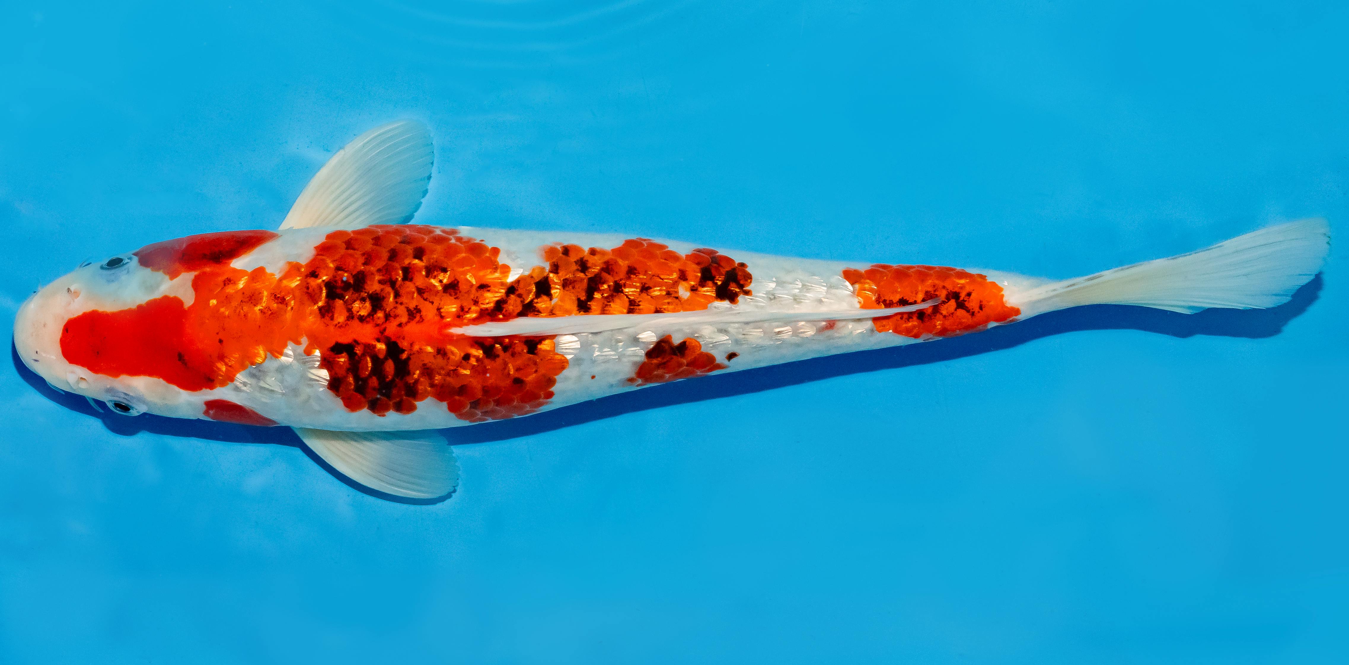 Koi 35-40cm Nr. 6707