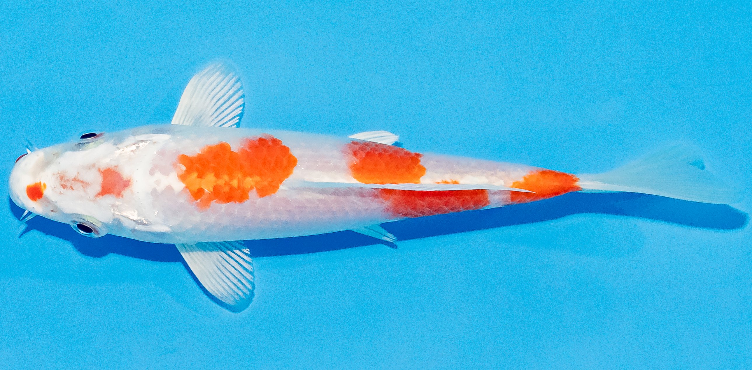 Koi 14-17cm Nr. 3054