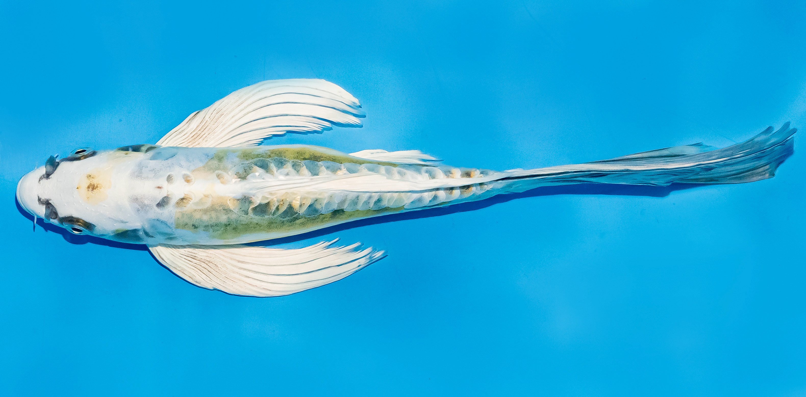 Butterfly Koi 25-30cm Nr. 5640