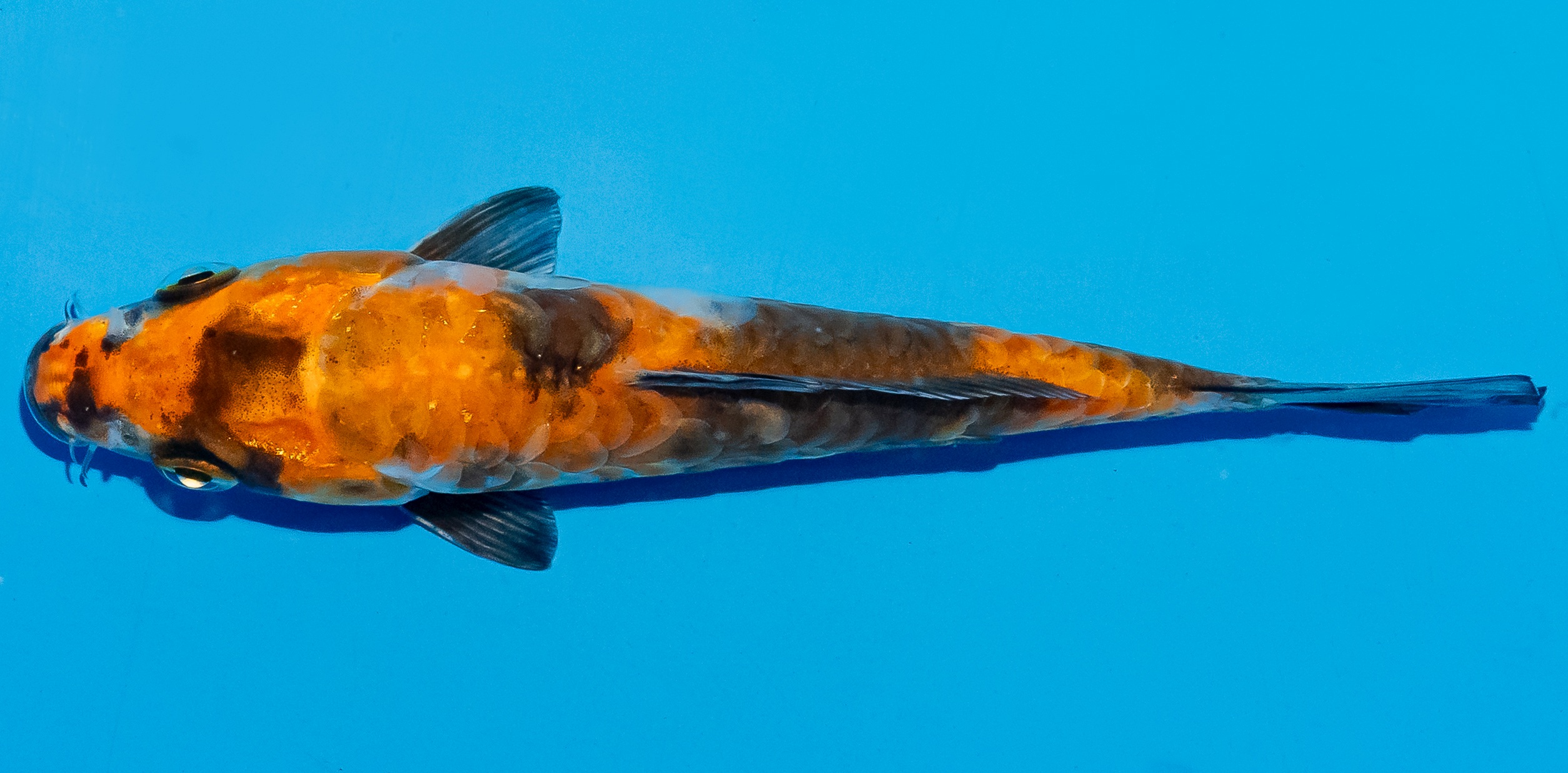 Koi 14-17cm Nr. 4743