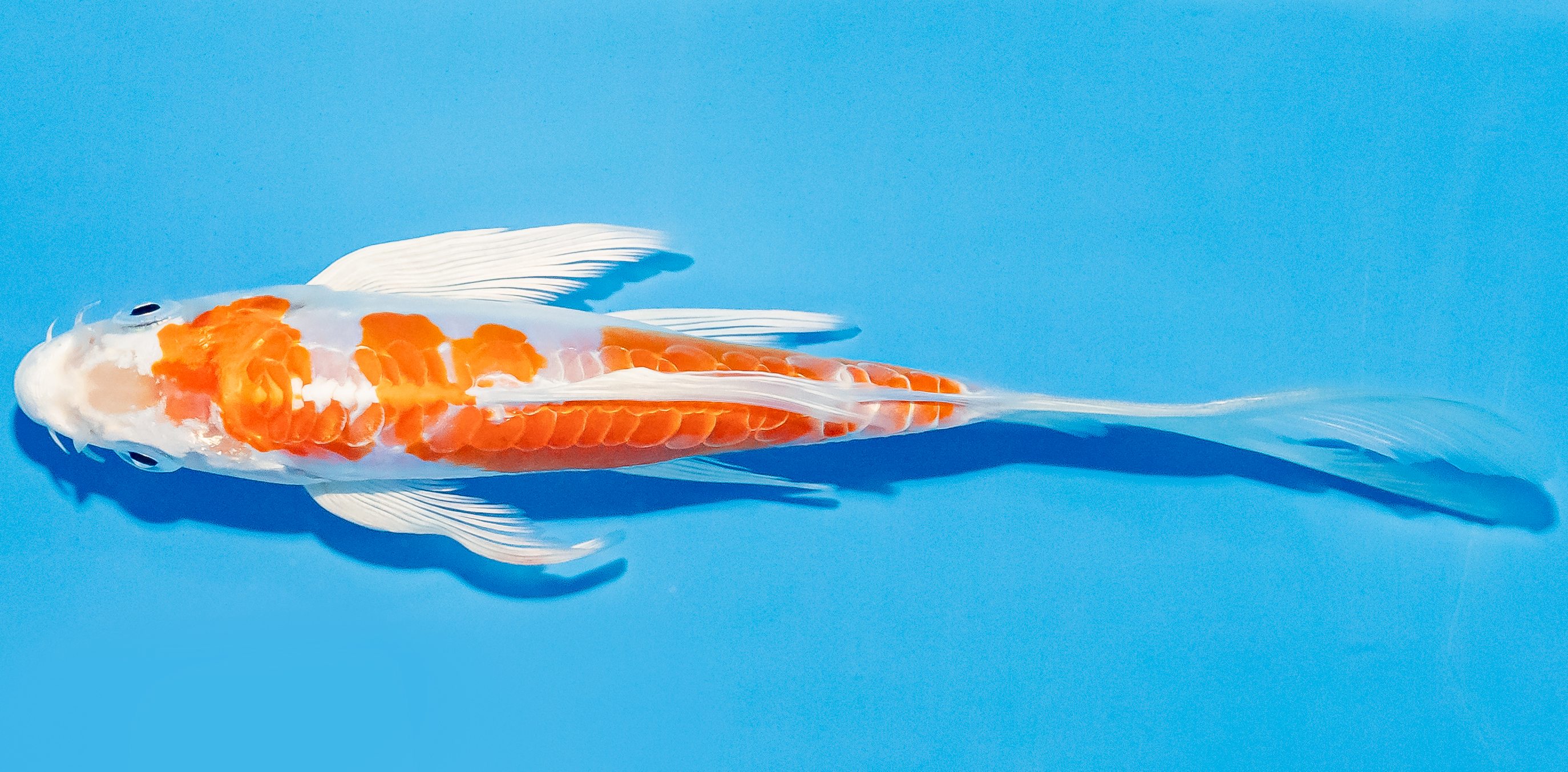 Butterfly Koi 14-17cm Nr. 3720