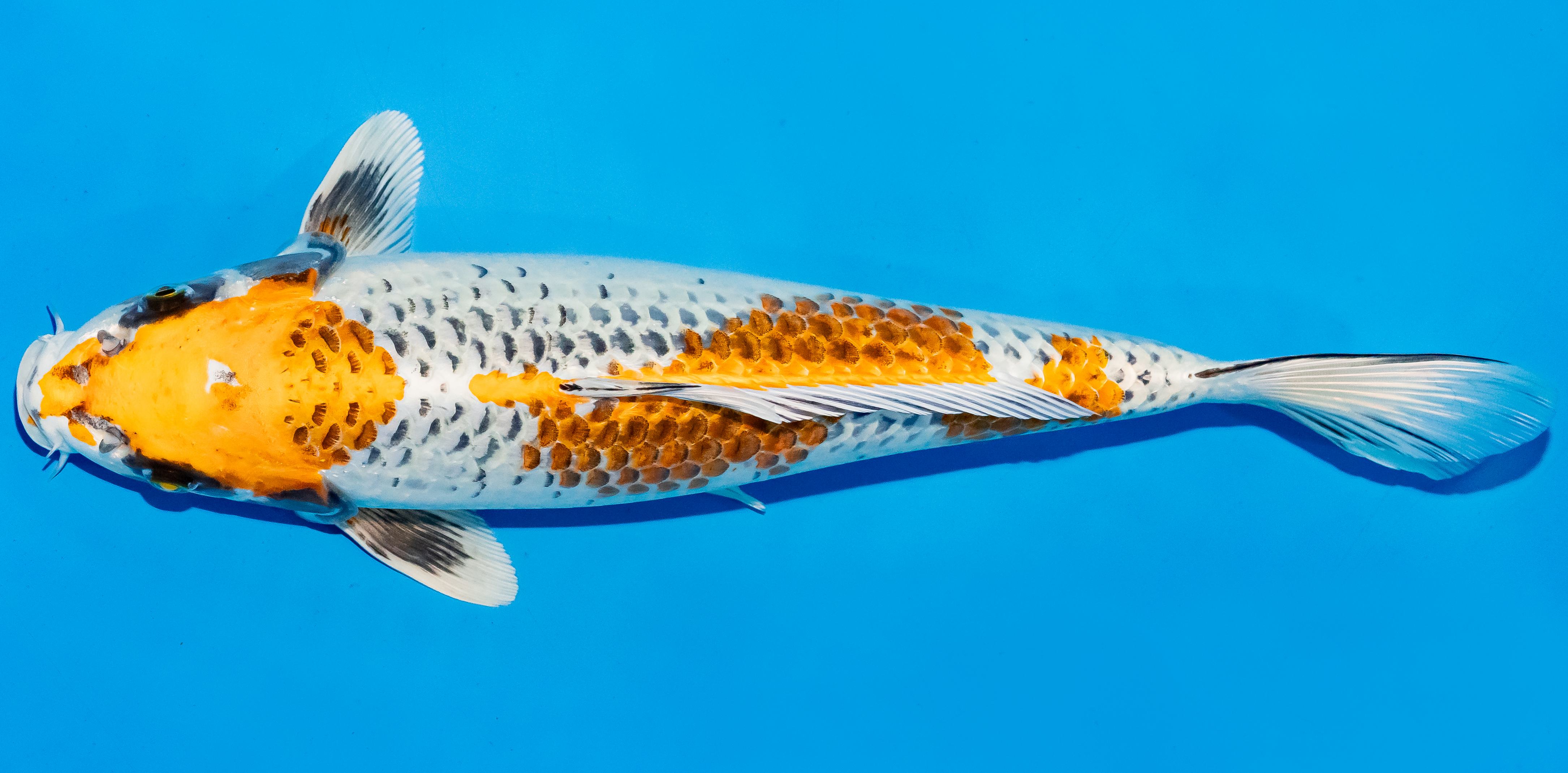 Koi 35-40cm Nr. 5009