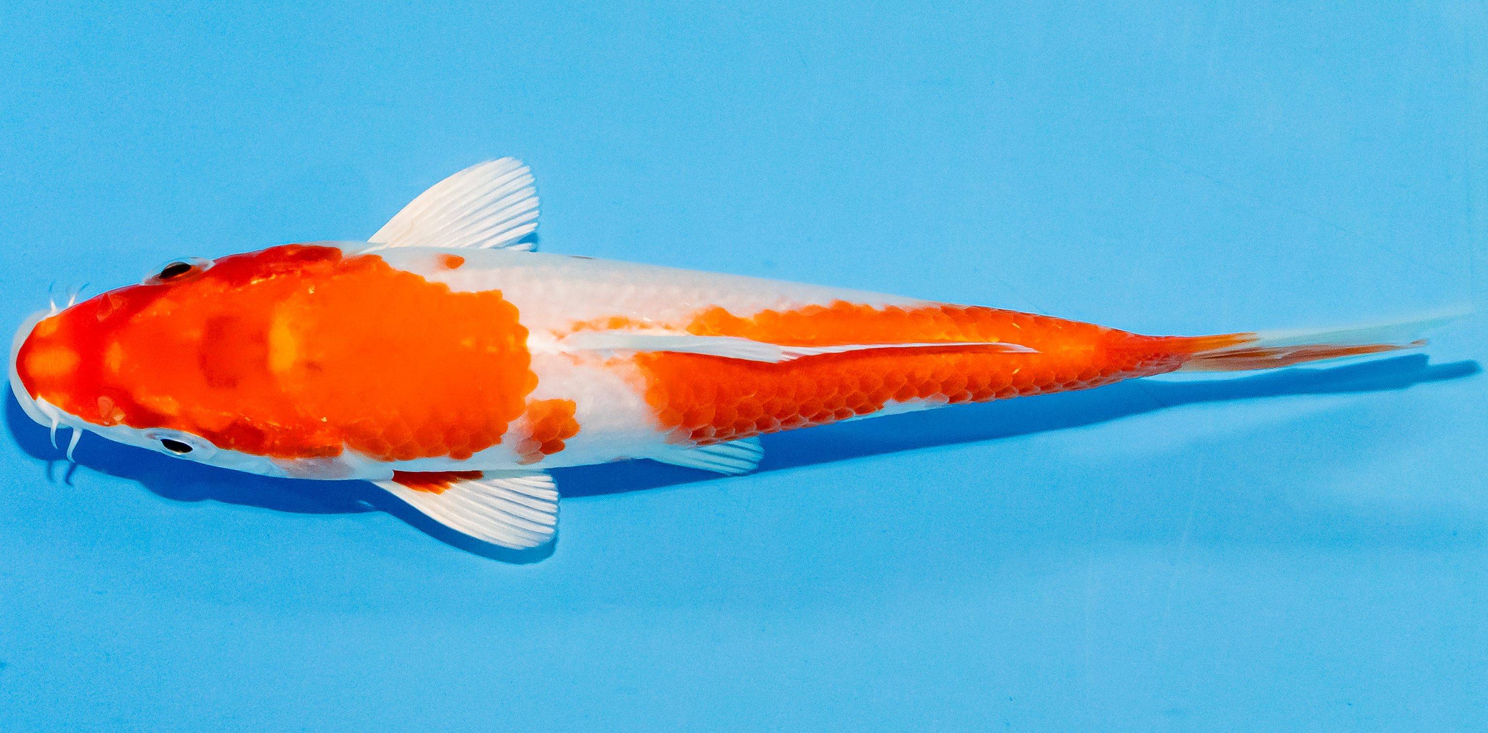 Koi 14-17cm Nr. 3068