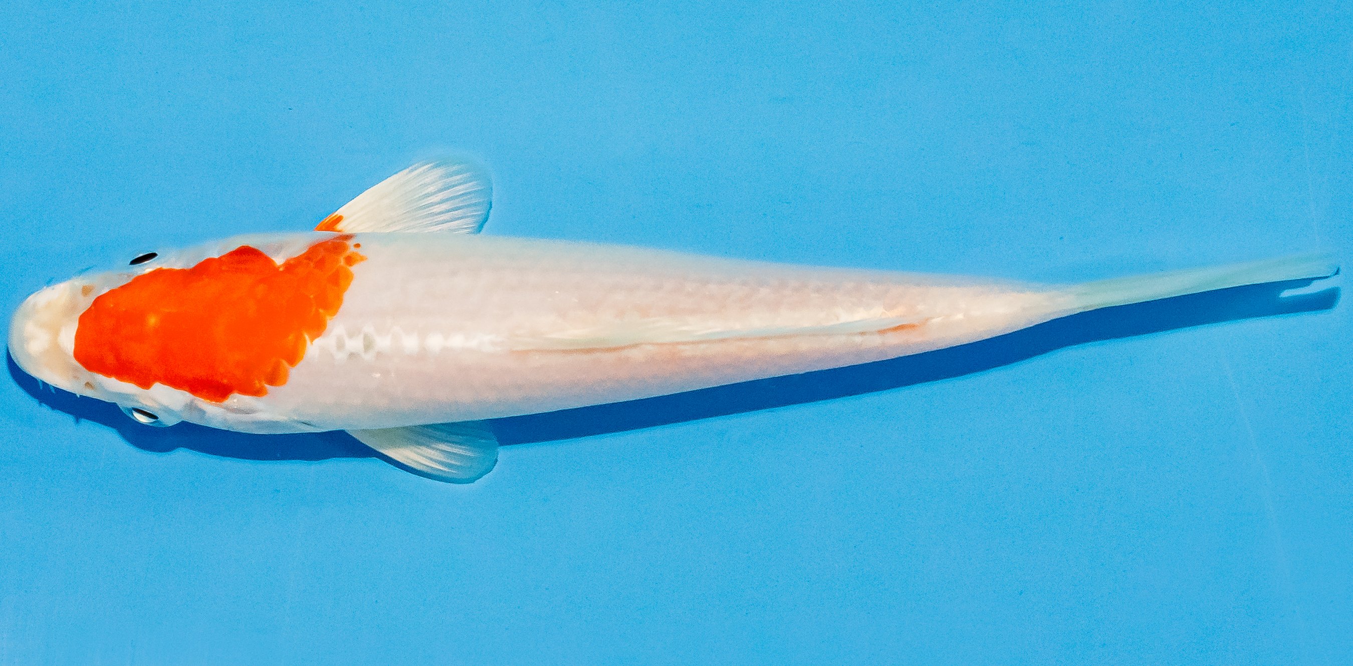 Koi 14-17cm Nr. 3080