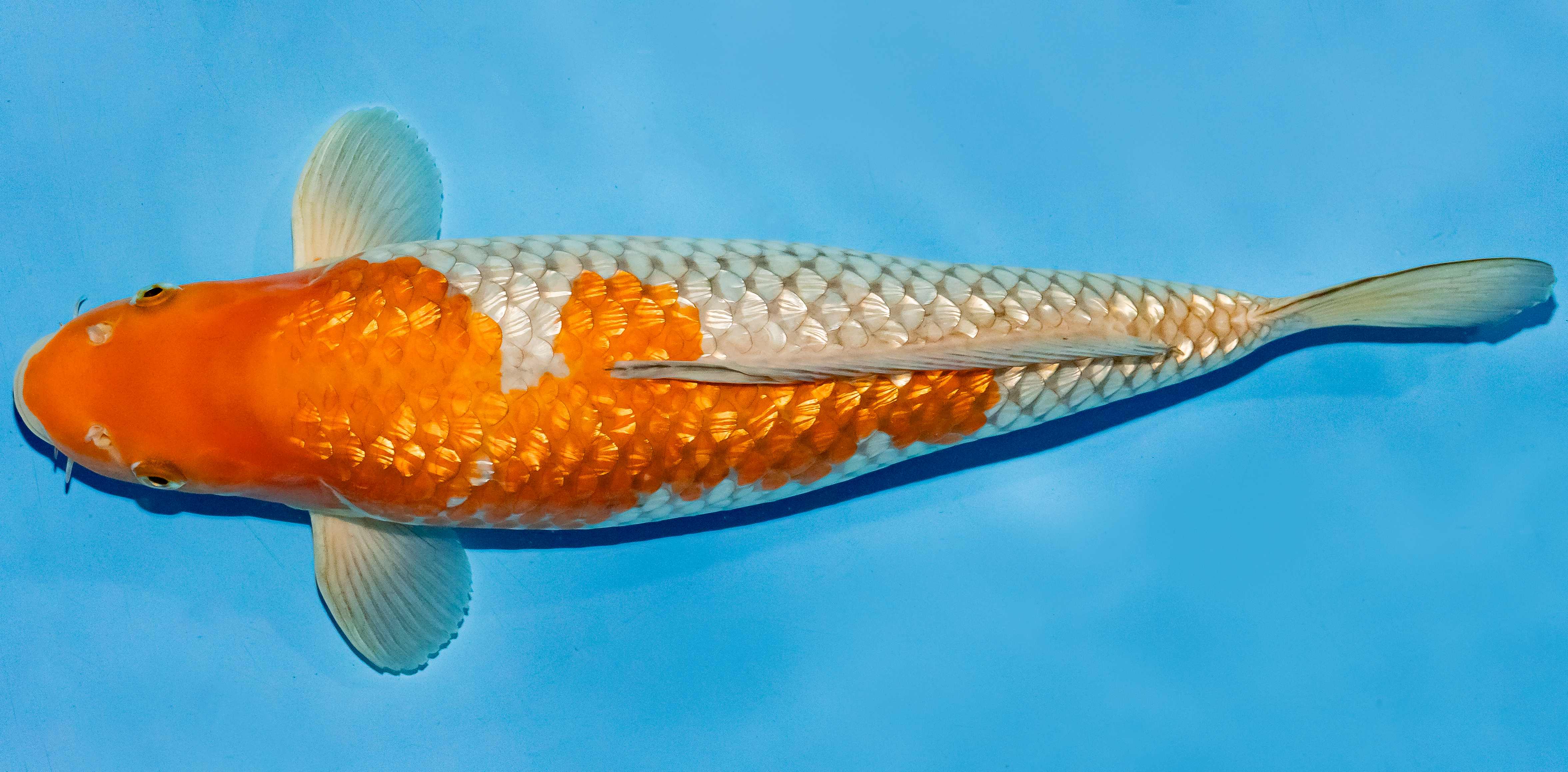 Koi 40-45cm Nr. 4924