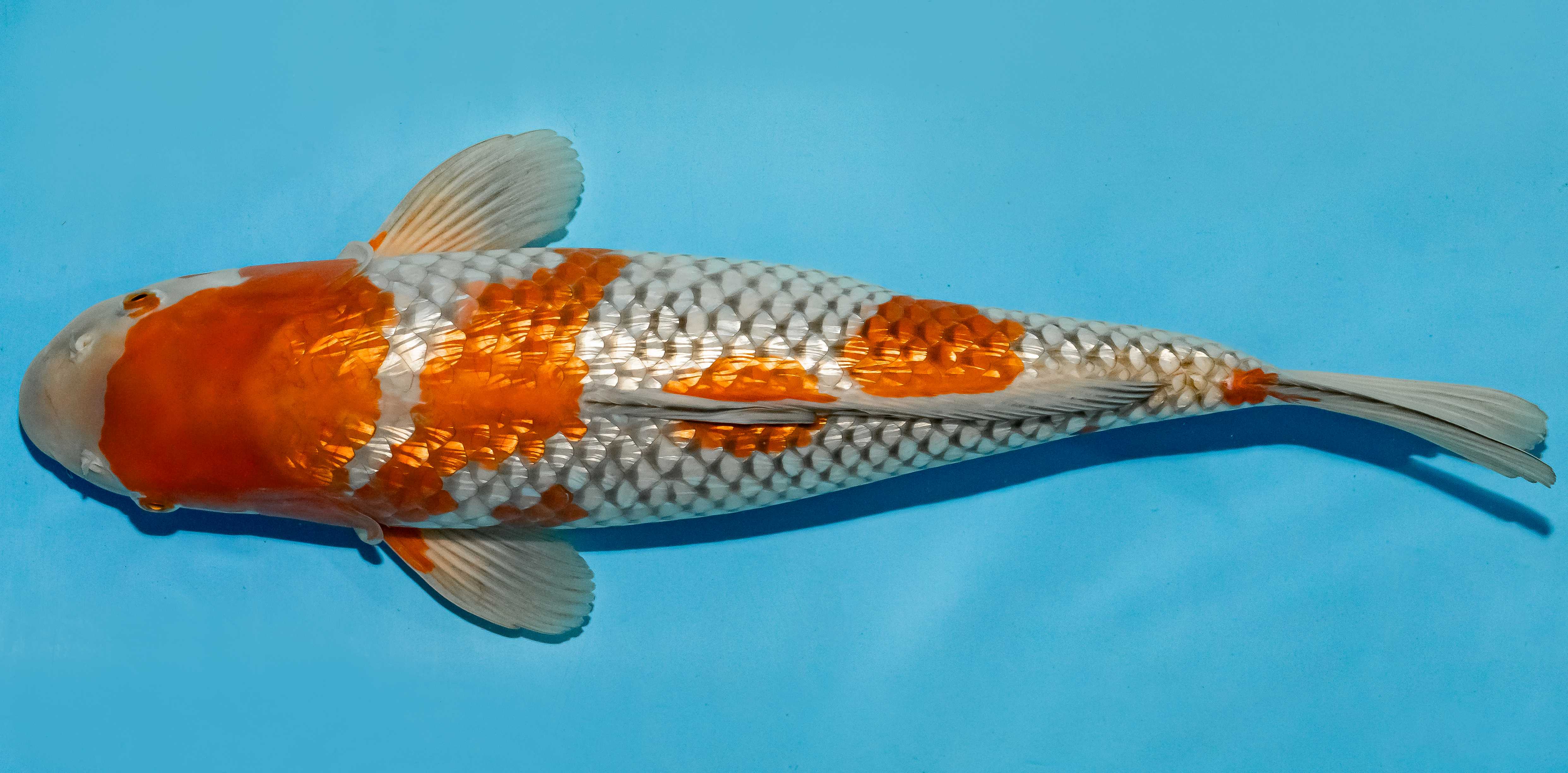 Koi 40-45cm Nr. 4917