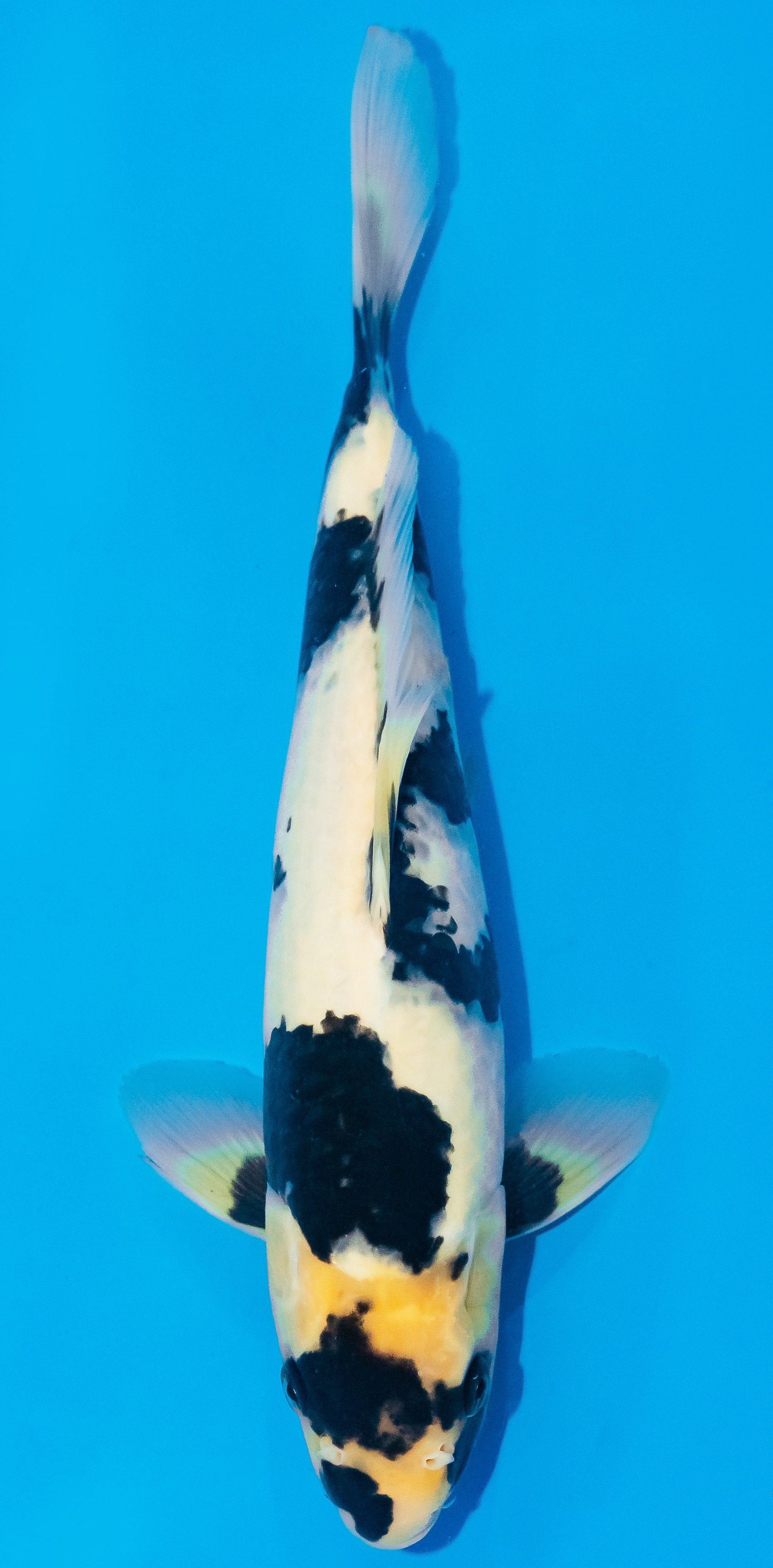 Koi 35-40cm Nr. 1128