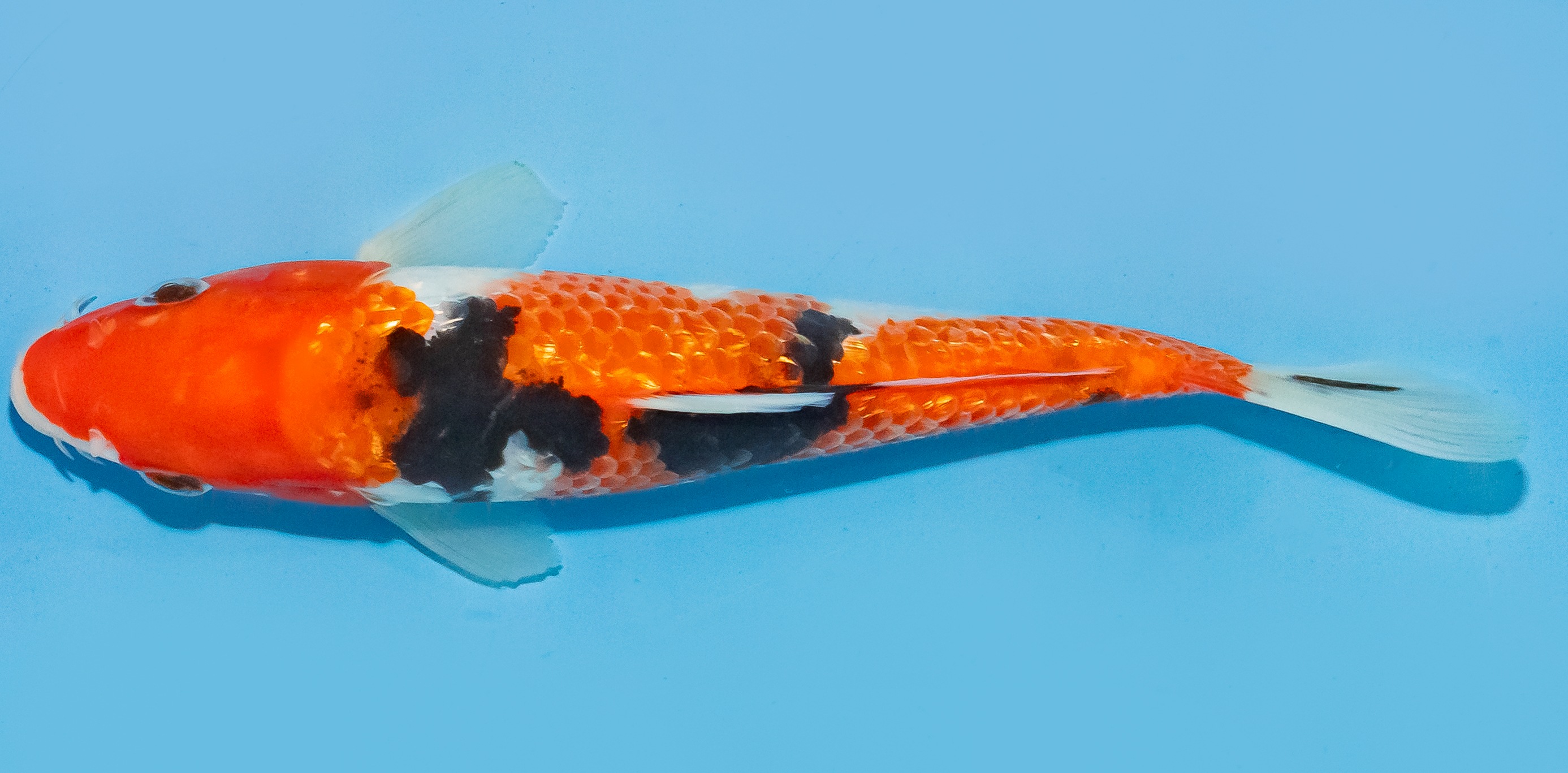 Koi 17-20cm Nr. 6807