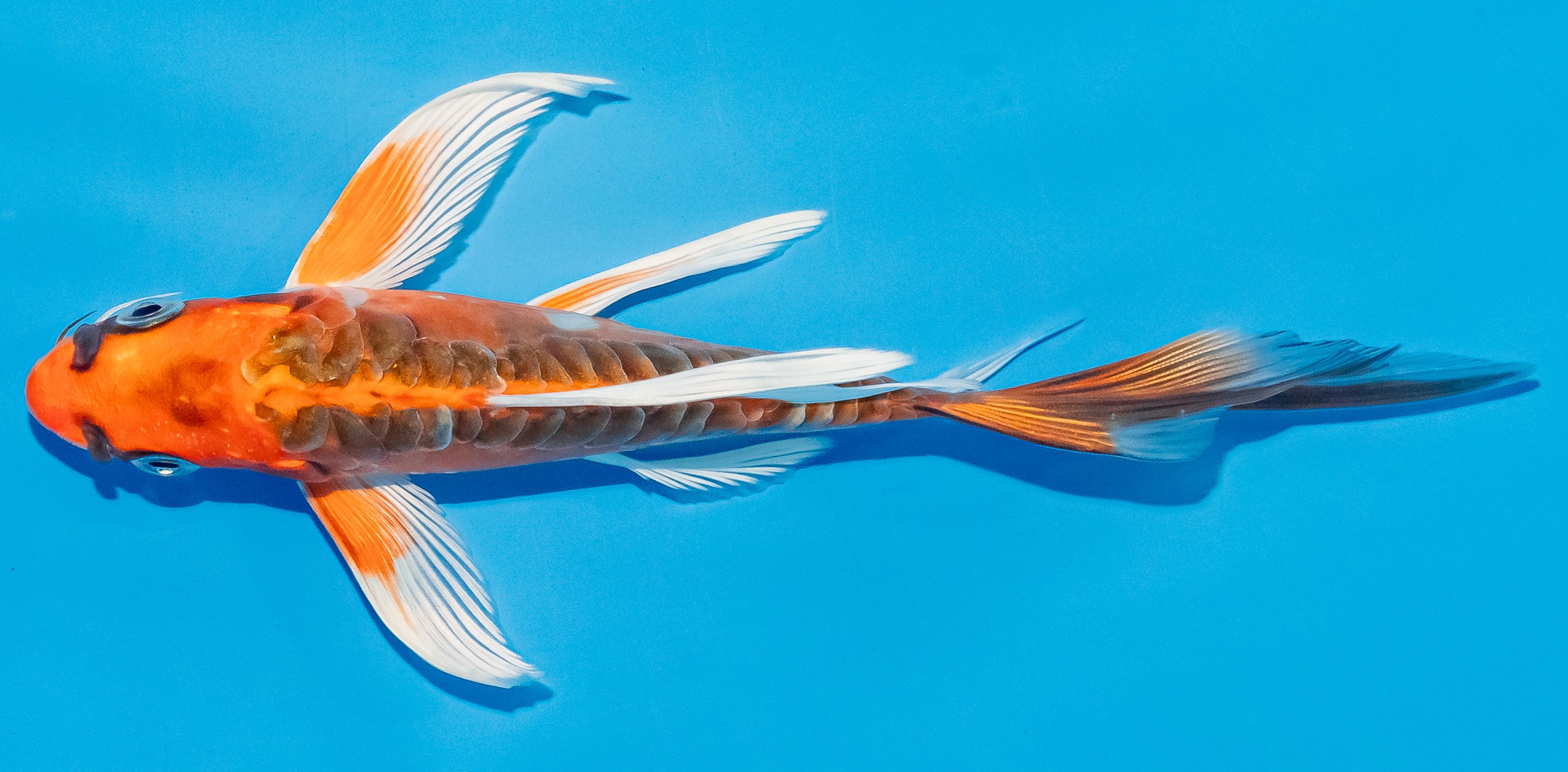 Butterfly Koi 14-17cm Nr. 3717
