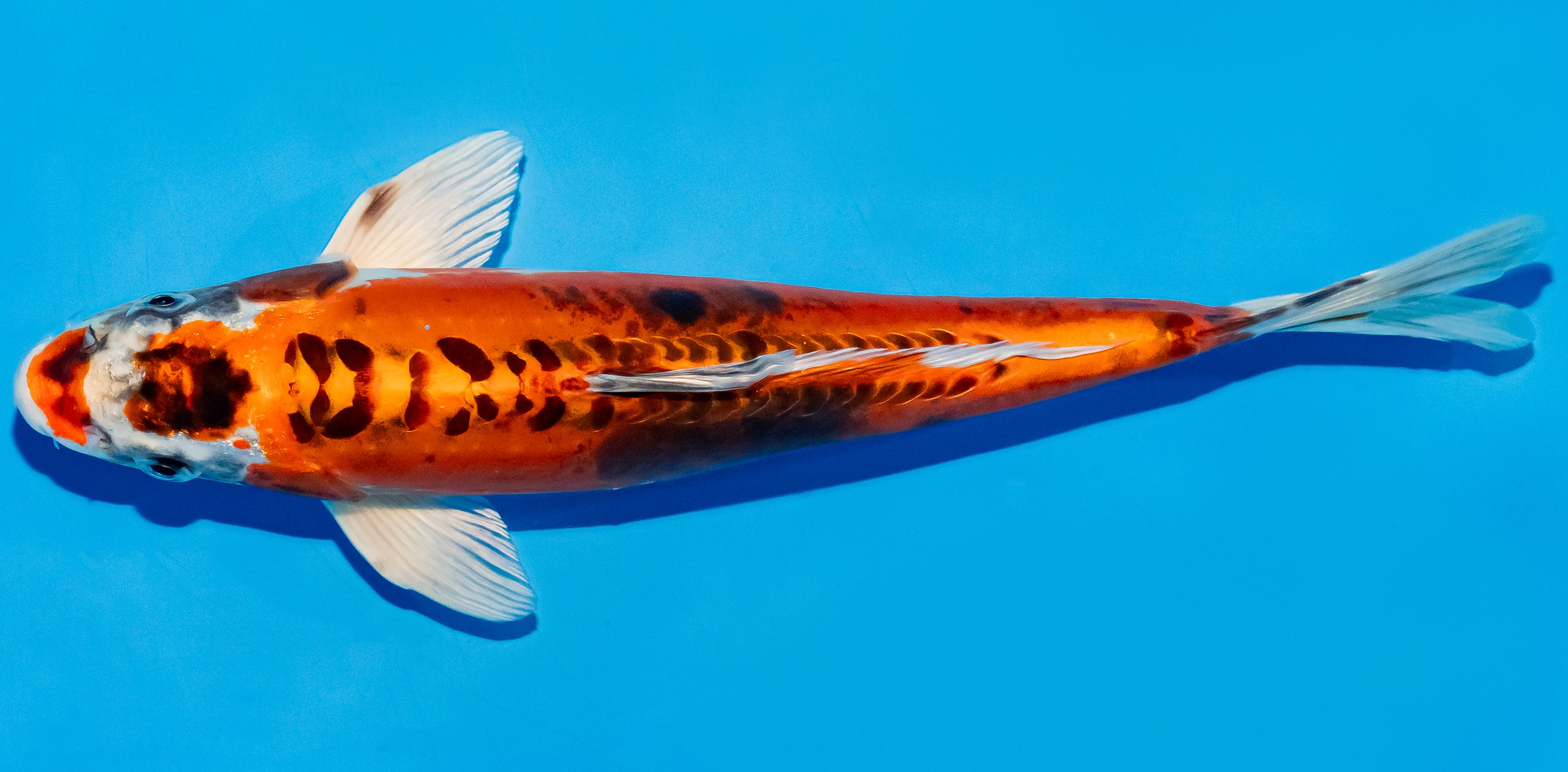 Koi 25-30cm Nr. 5323