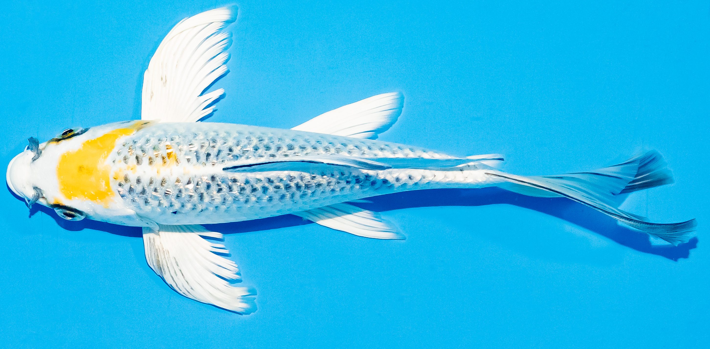 Butterfly Koi 20-25cm Nr. 5442