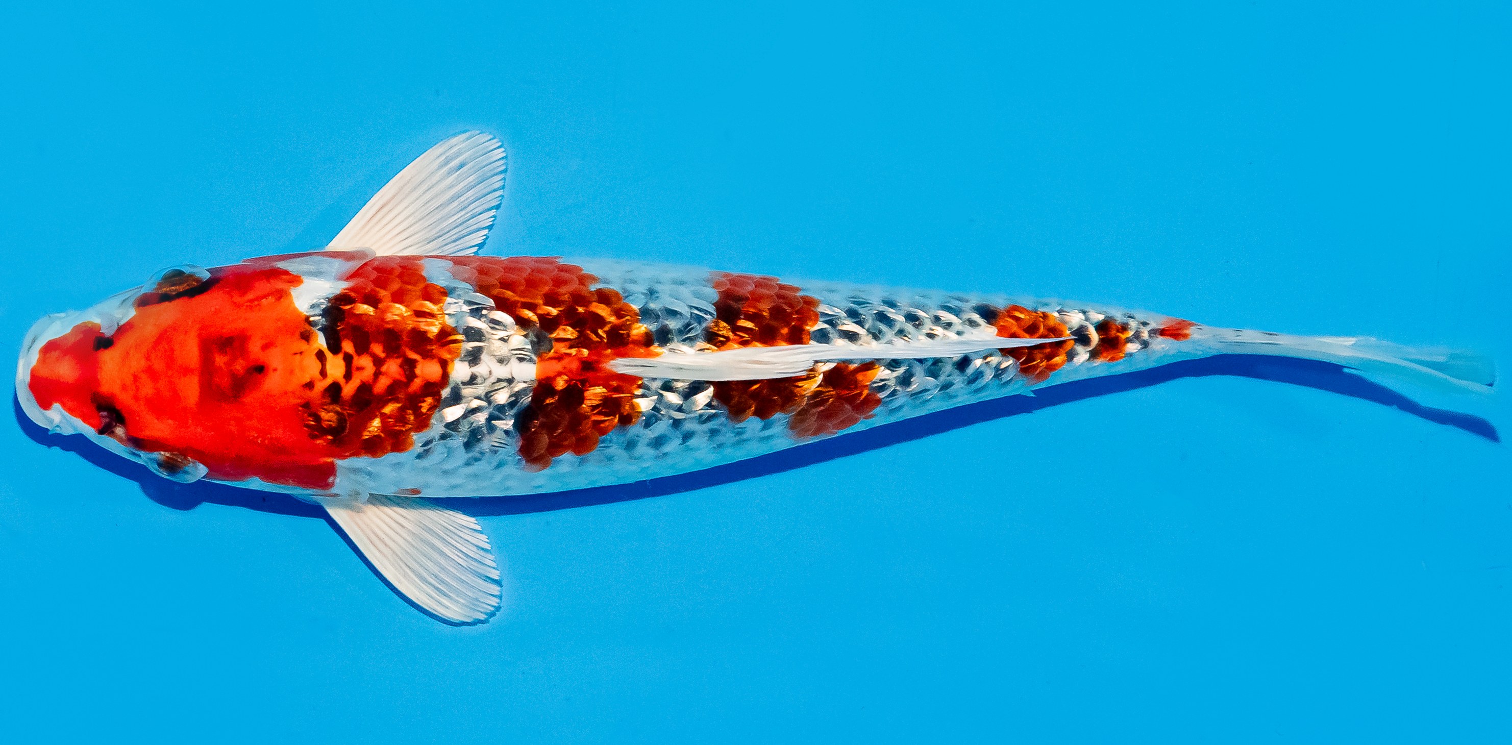 Koi 25-30cm Nr. 5214