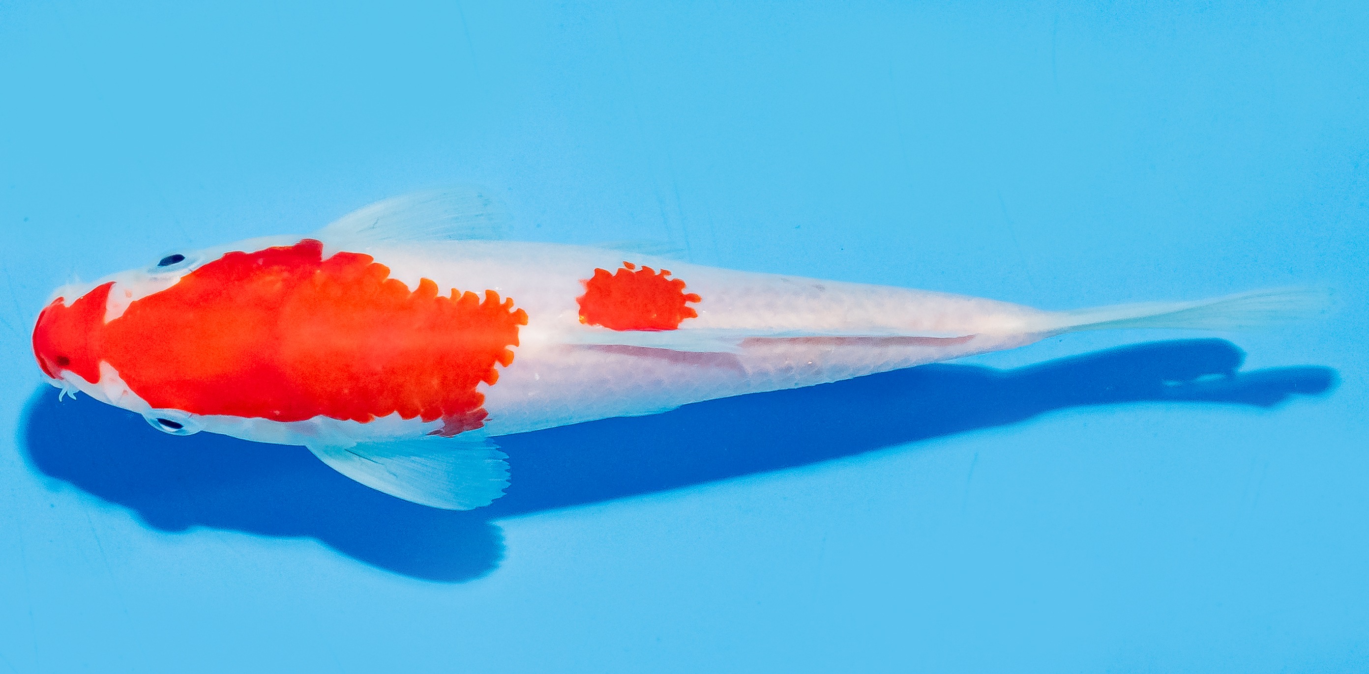 Koi 17-20cm Nr. 6517