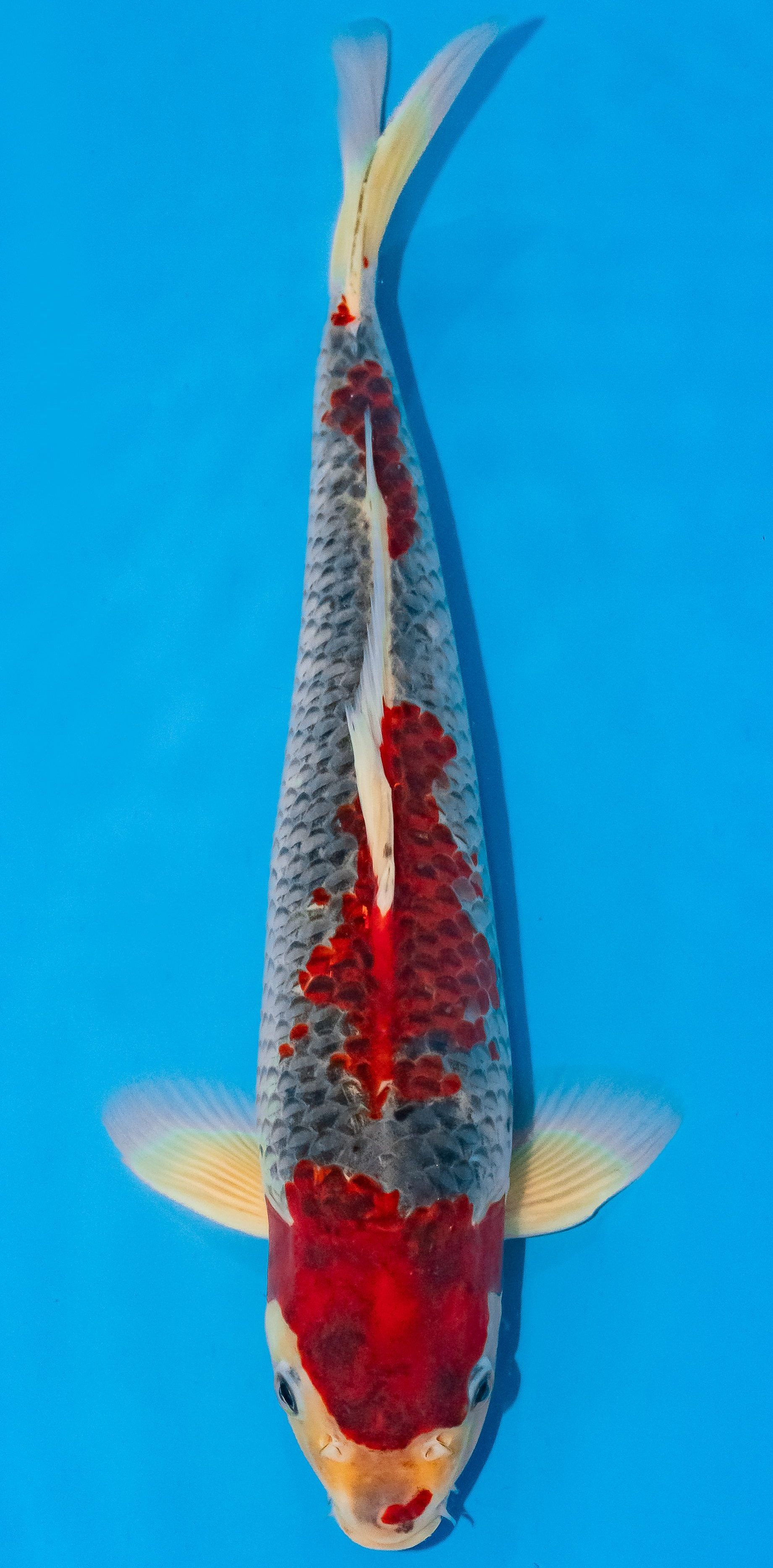 Koi 35-40cm Nr. 1129
