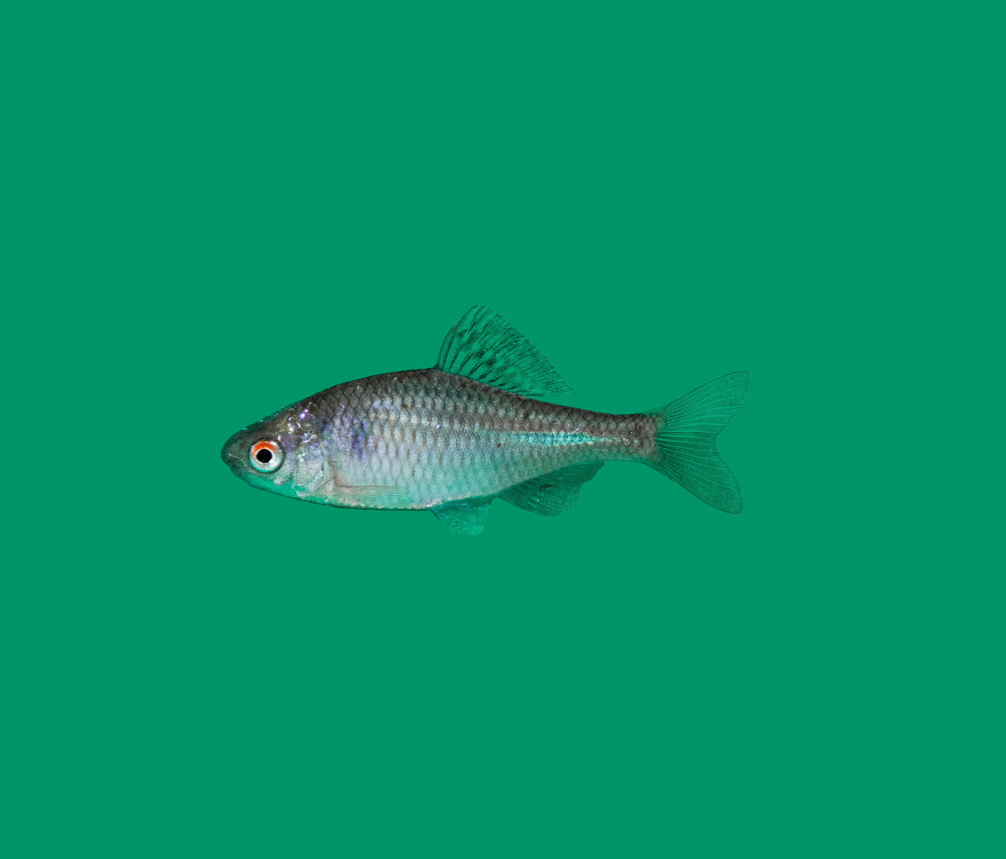 Bittervoorn (Rhodeus amarus) 