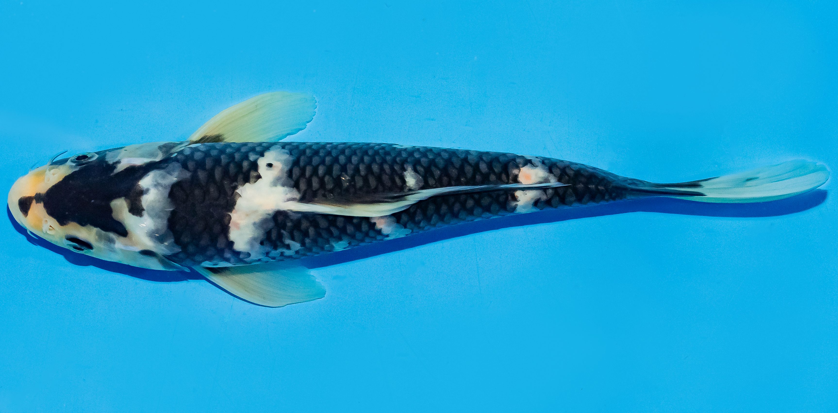 Koi 25-30cm Nr. 5218