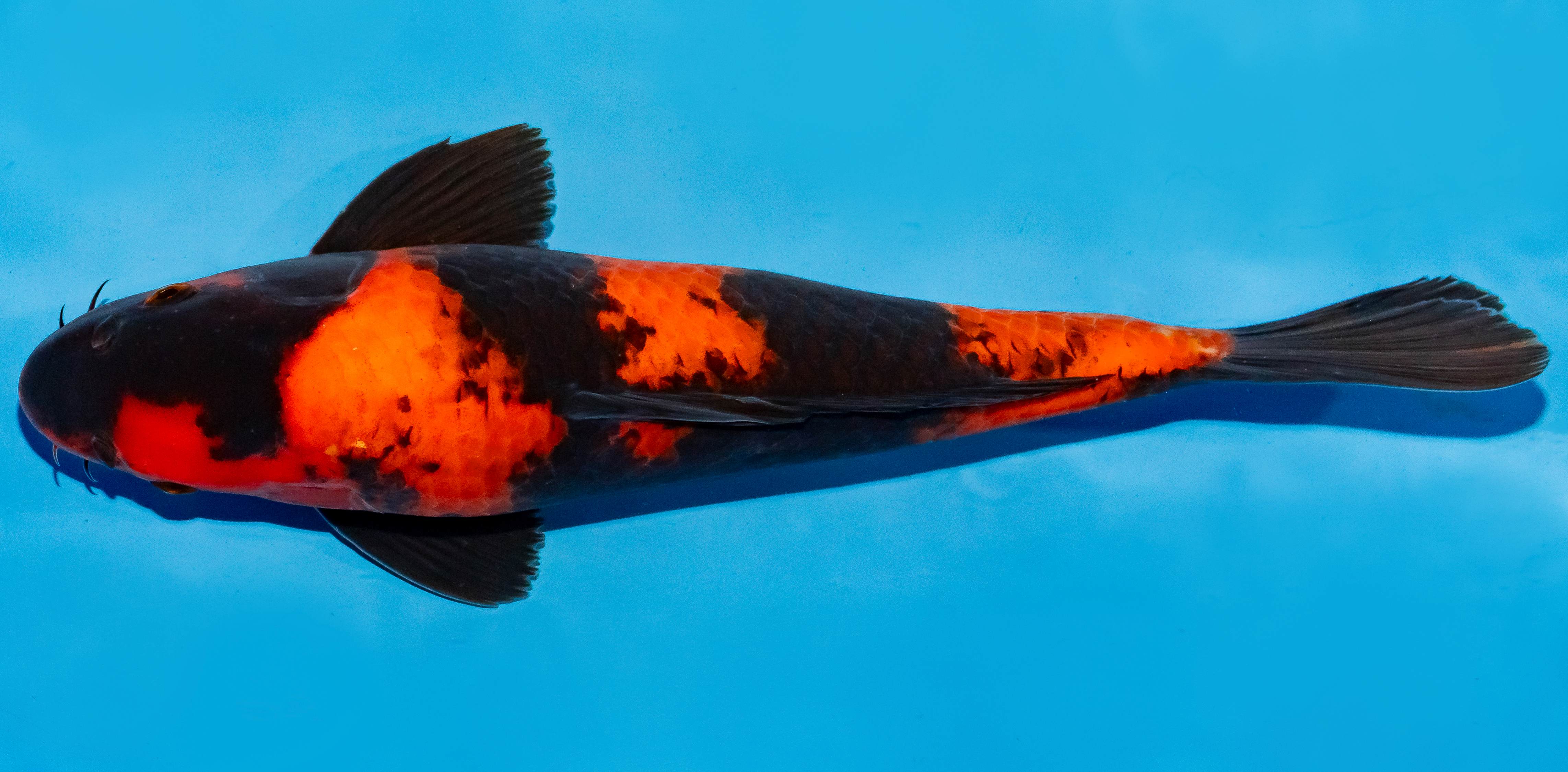 Koi 35-40cm Nr. 5002