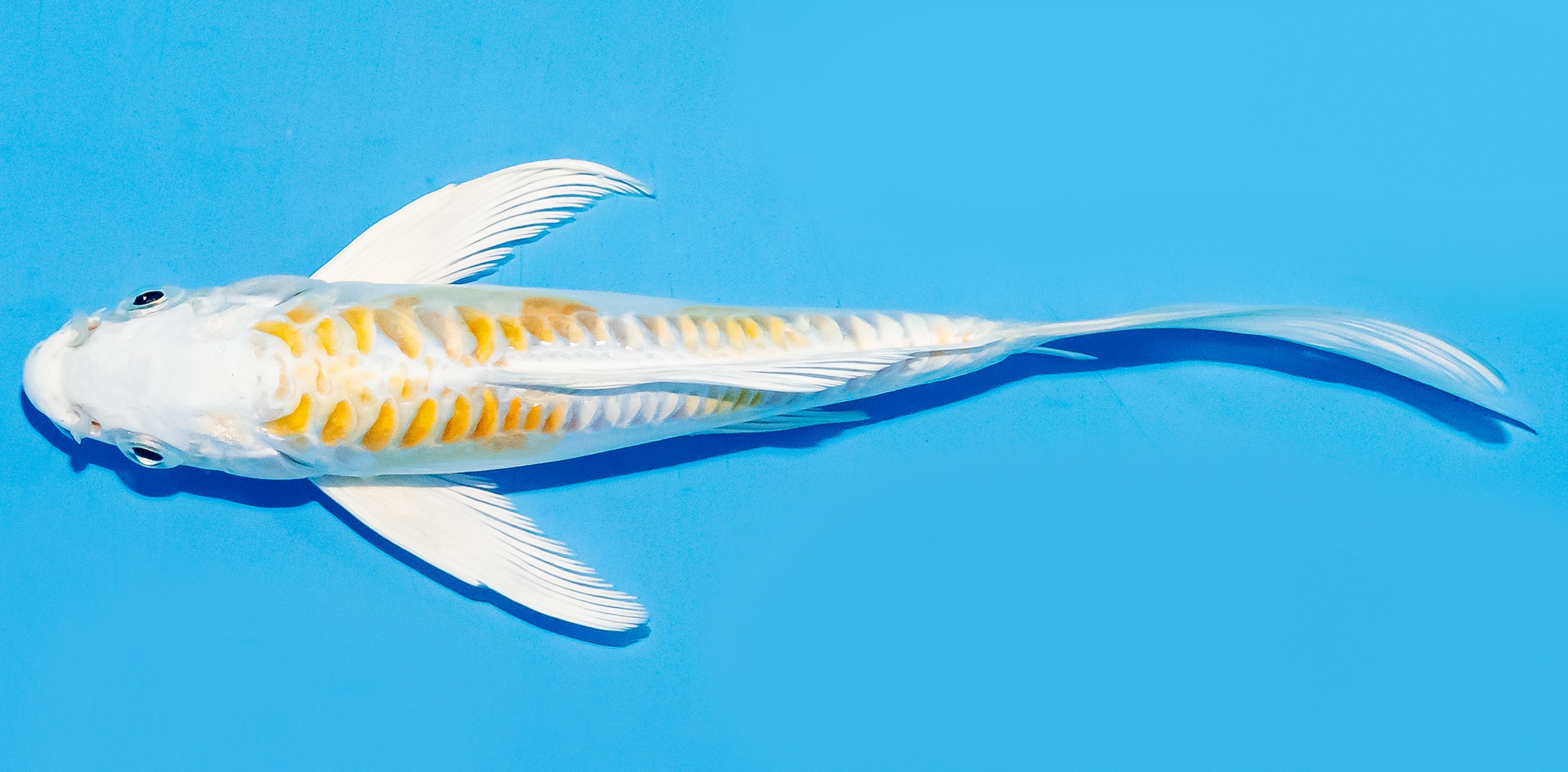 Butterfly Koi 17-20cm Nr. 5945