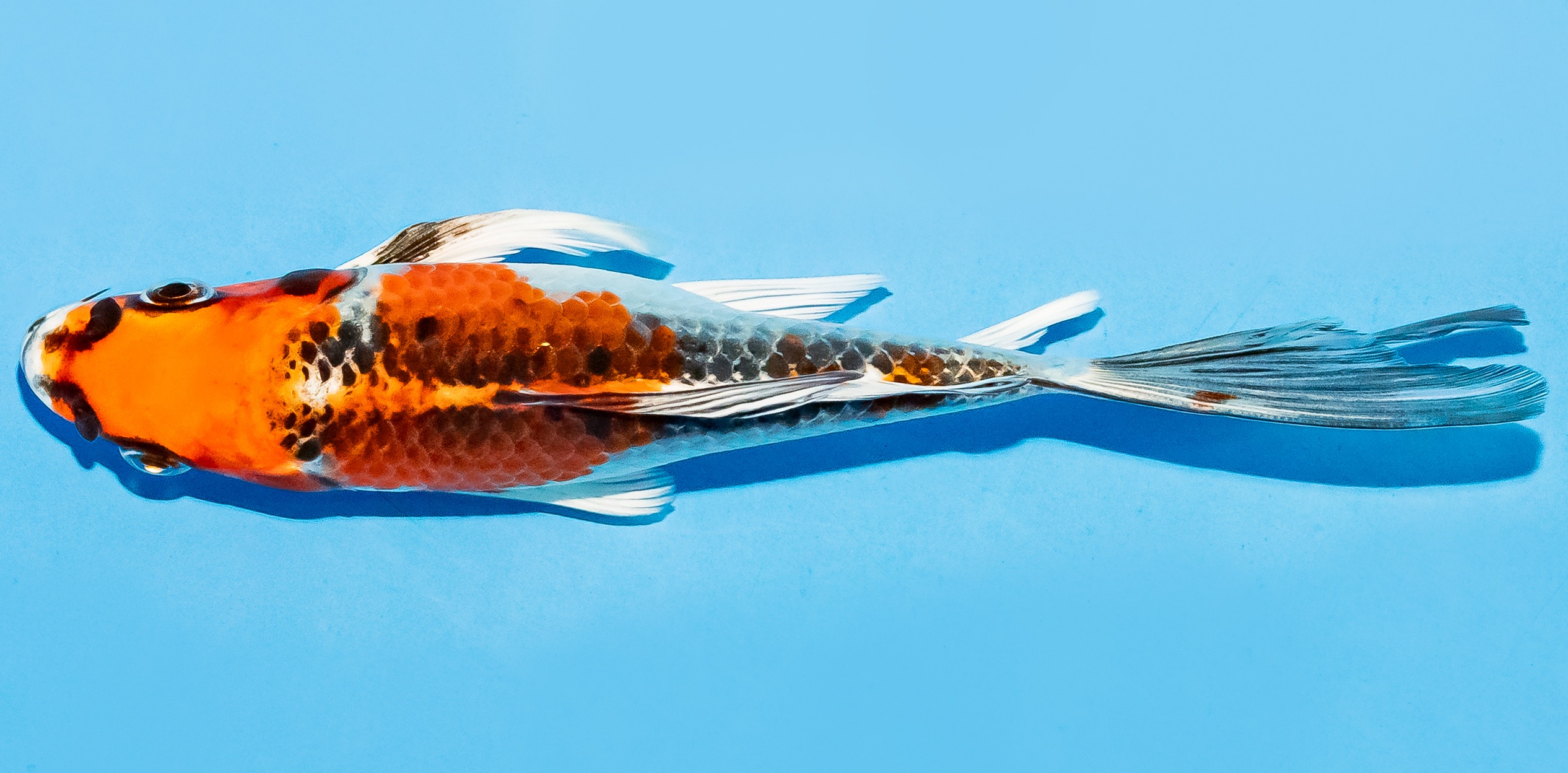 Butterfly Koi 17-20cm Nr. 5933