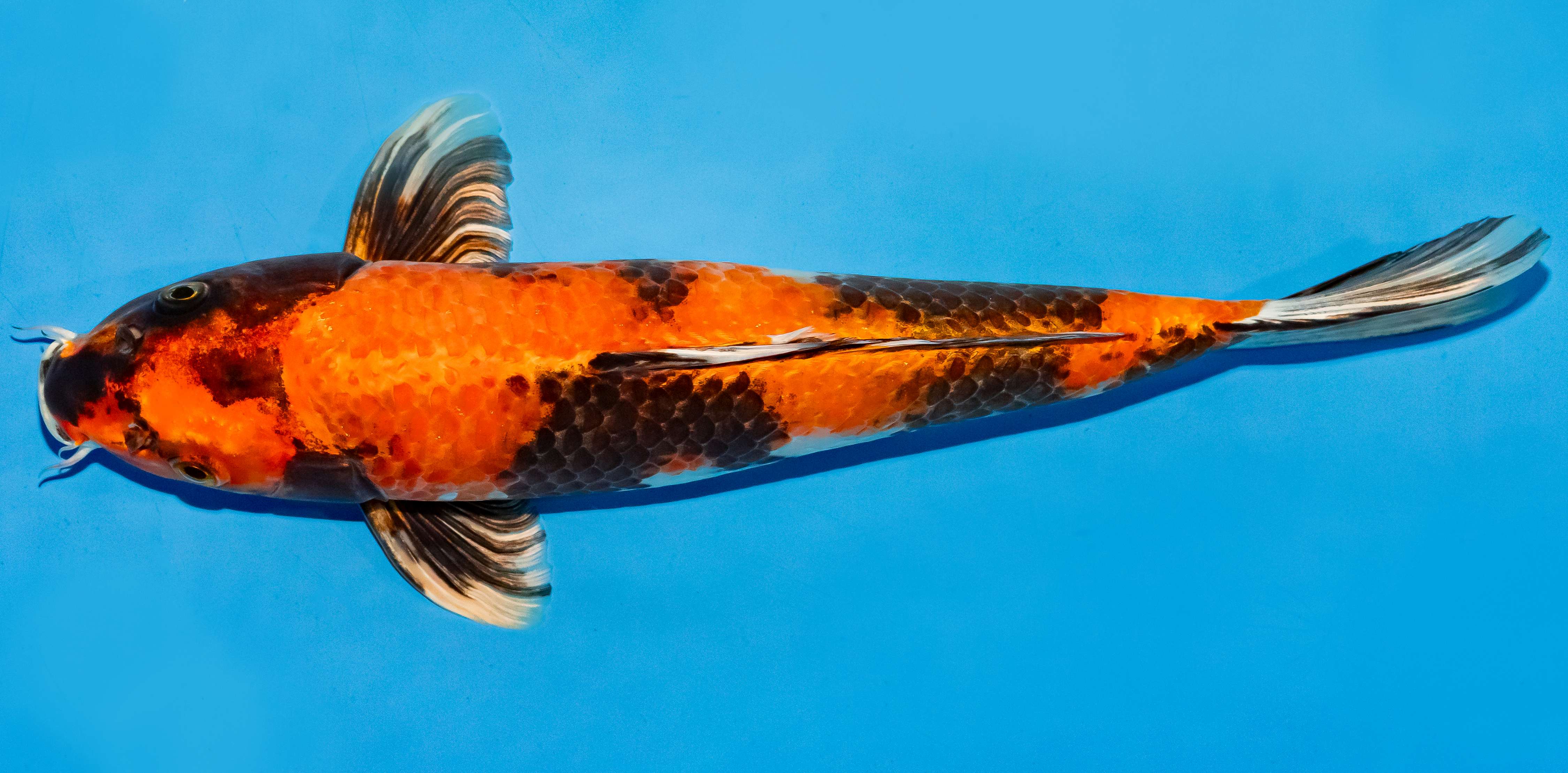 Koi 35-40cm Nr. 5032