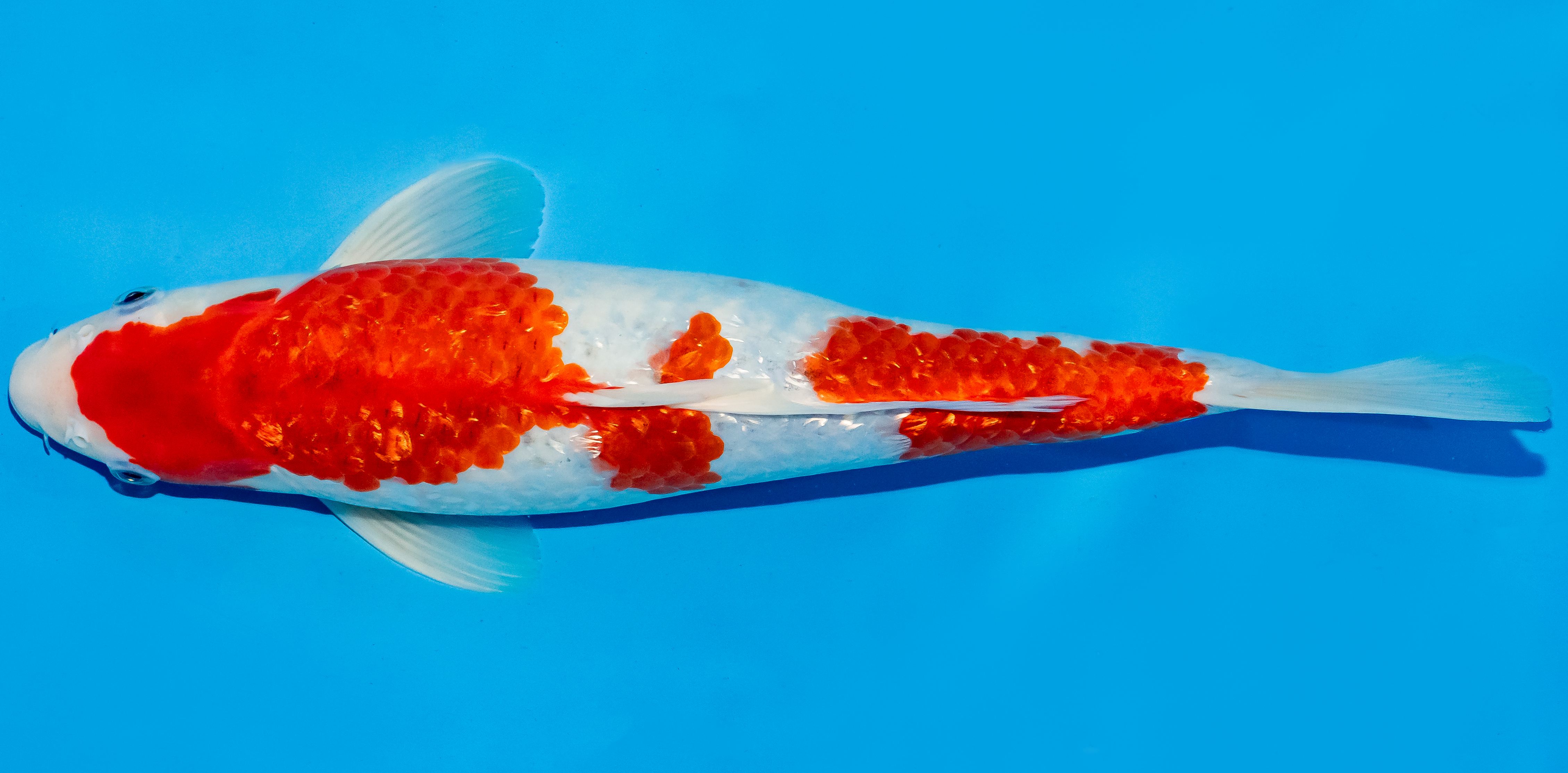 Koi 35-40cm Nr. 5028