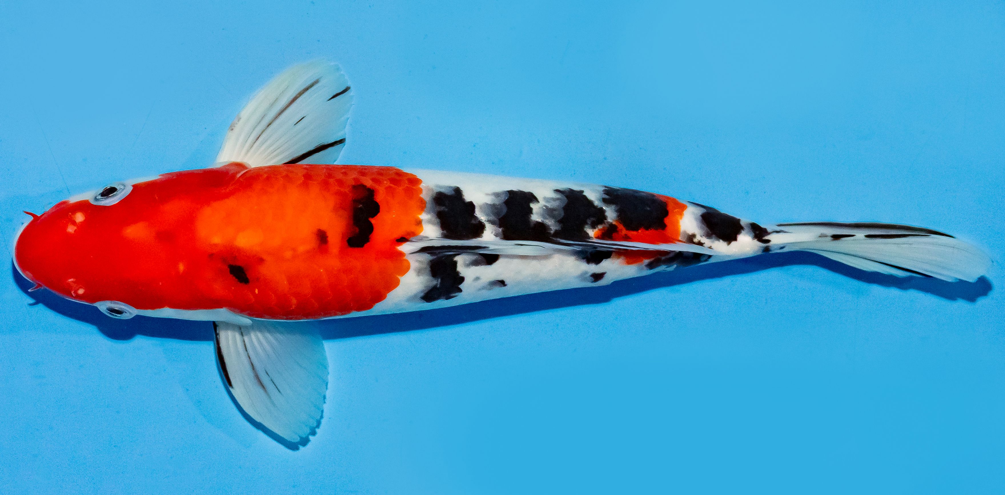 Koi 30-35cm Nr. 5157