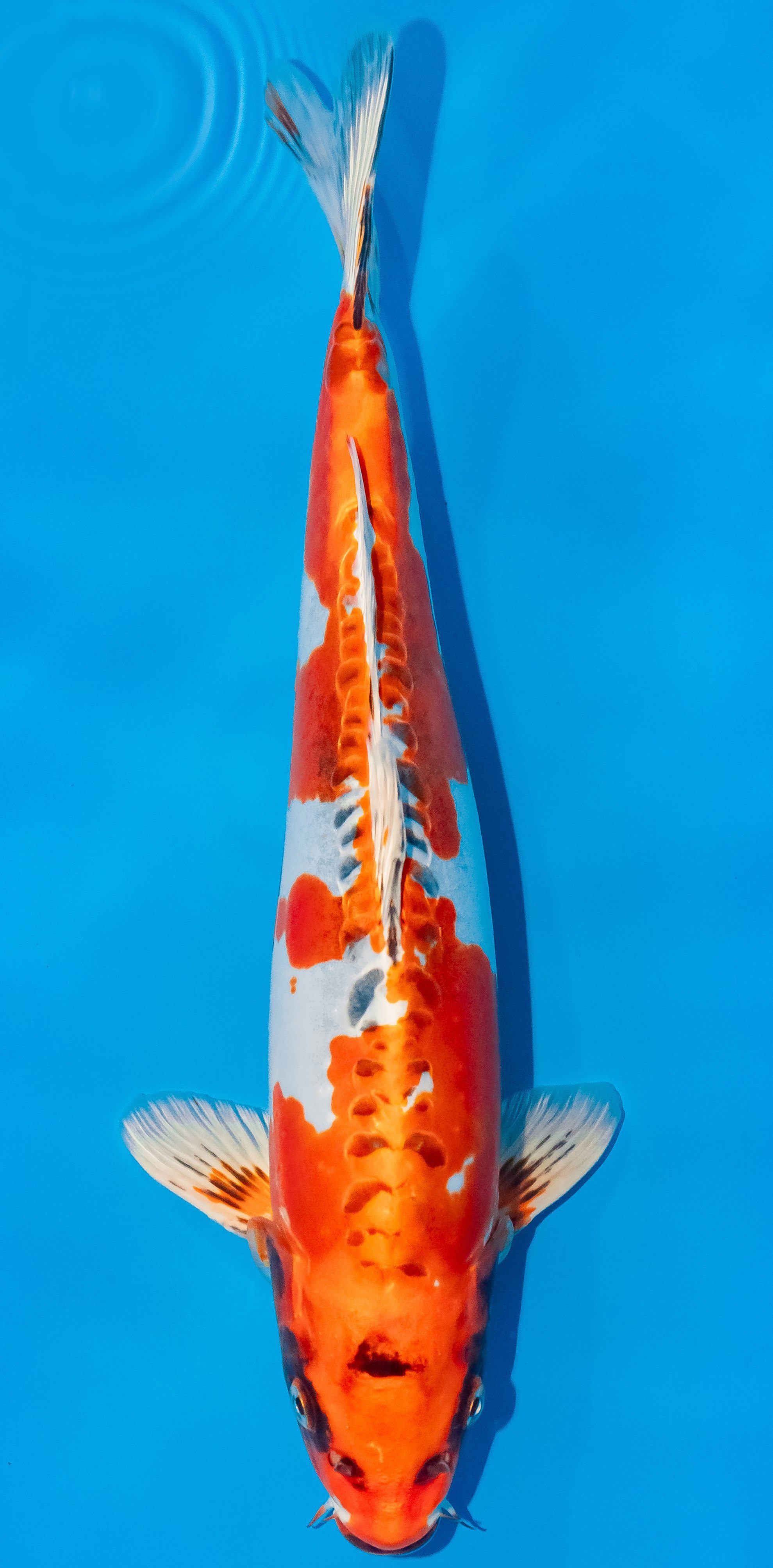 Koi 35-40cm Nr. 1159