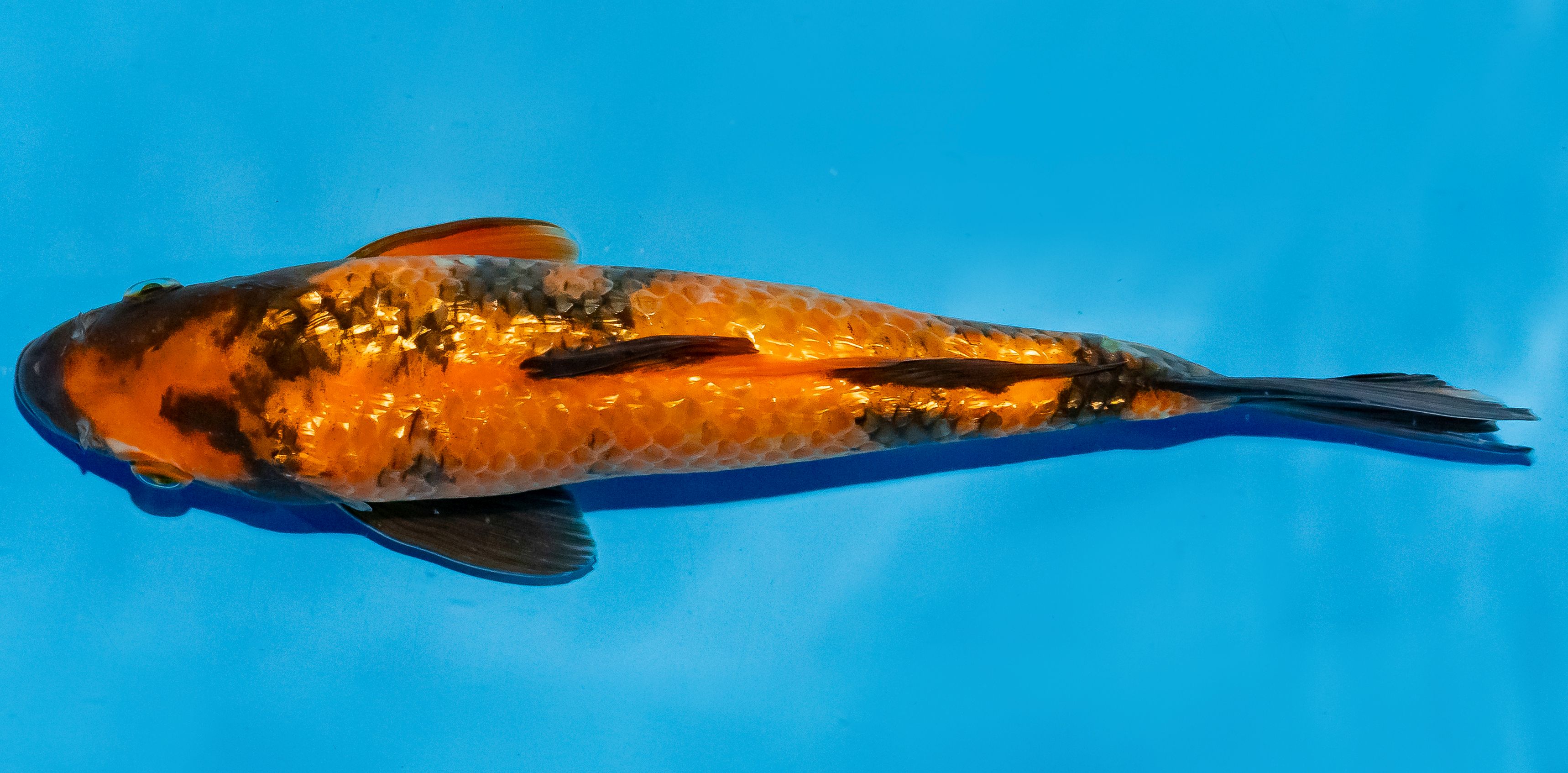 Koi 25-30cm Nr. 5368