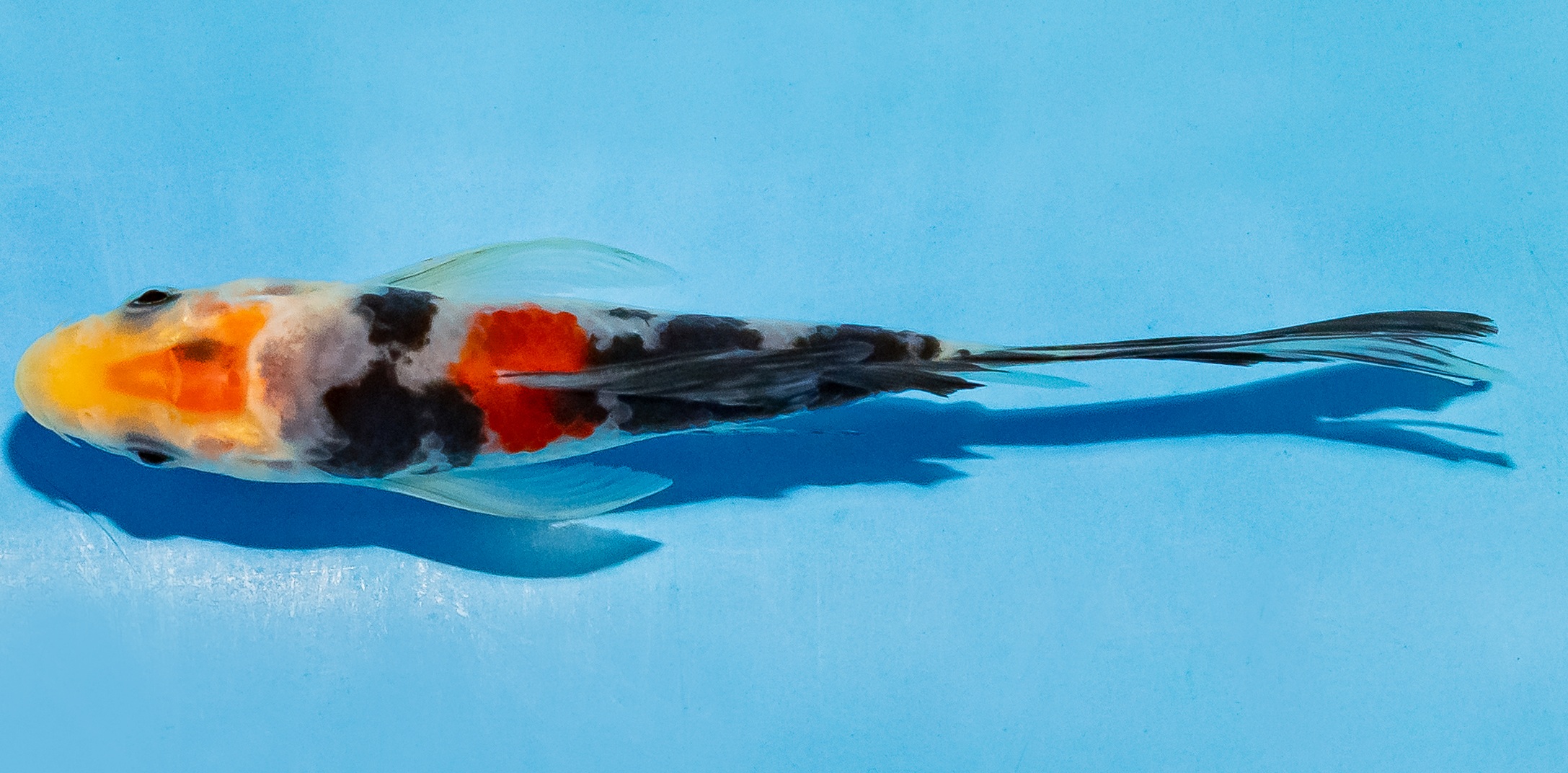 Butterfly Koi 14-17cm Nr. 5723