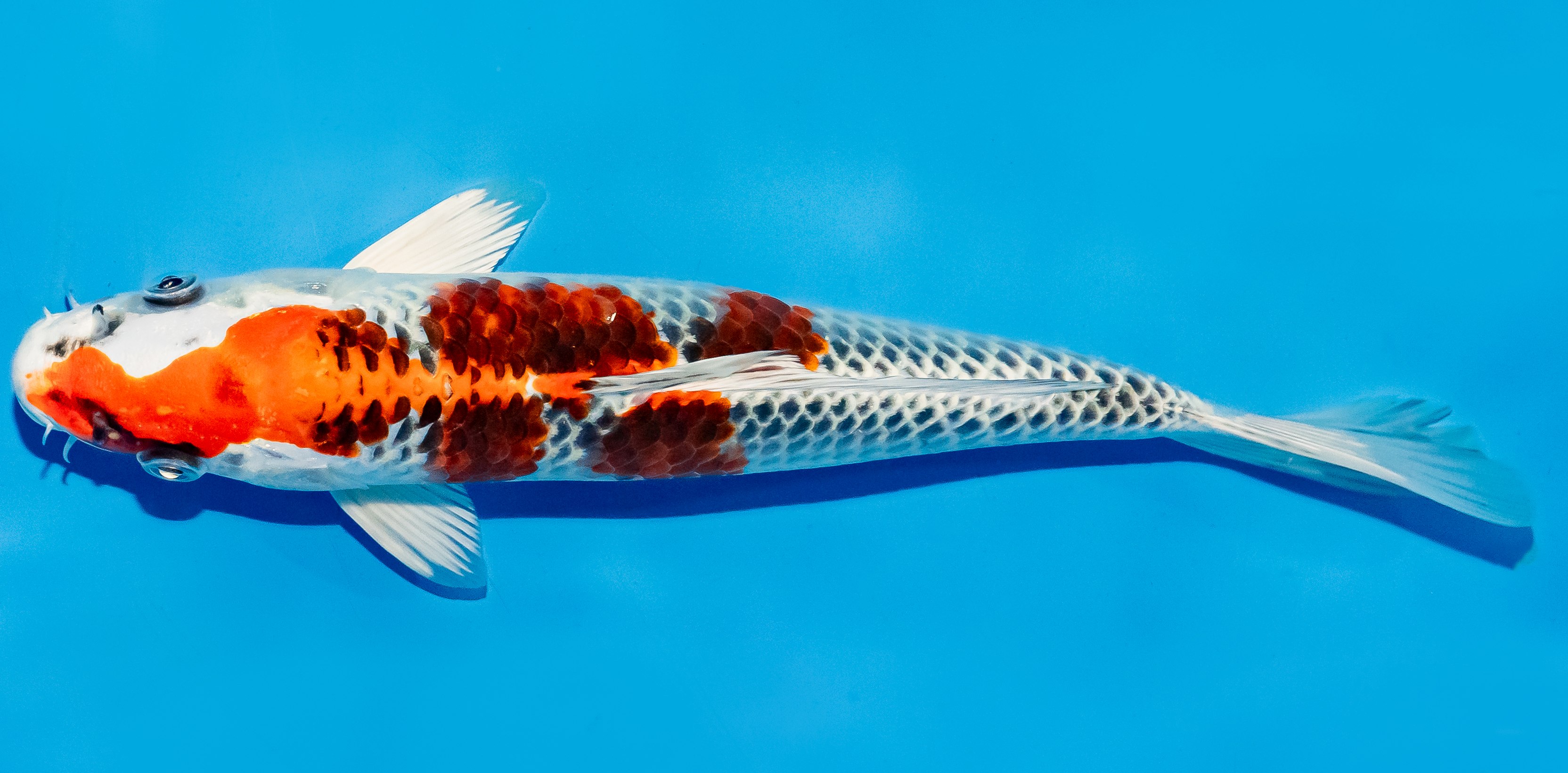 Koi 25-30cm Nr. 5354