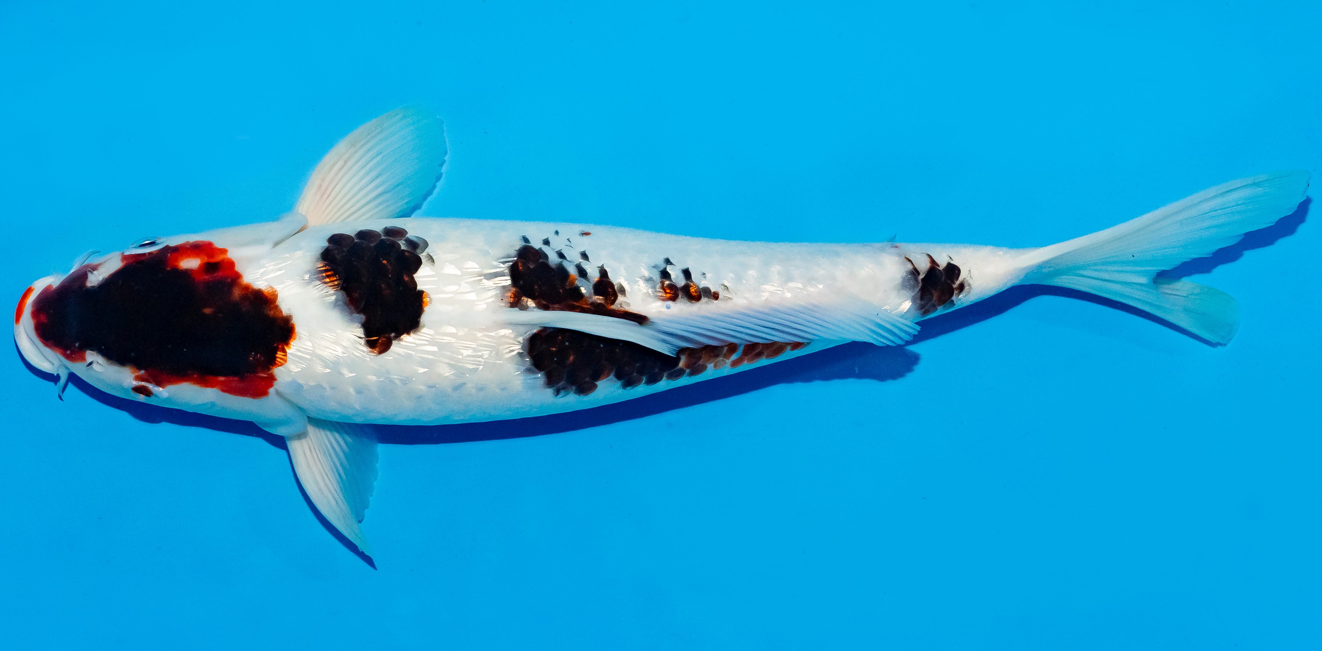 Koi 35-40cm Nr. 5029