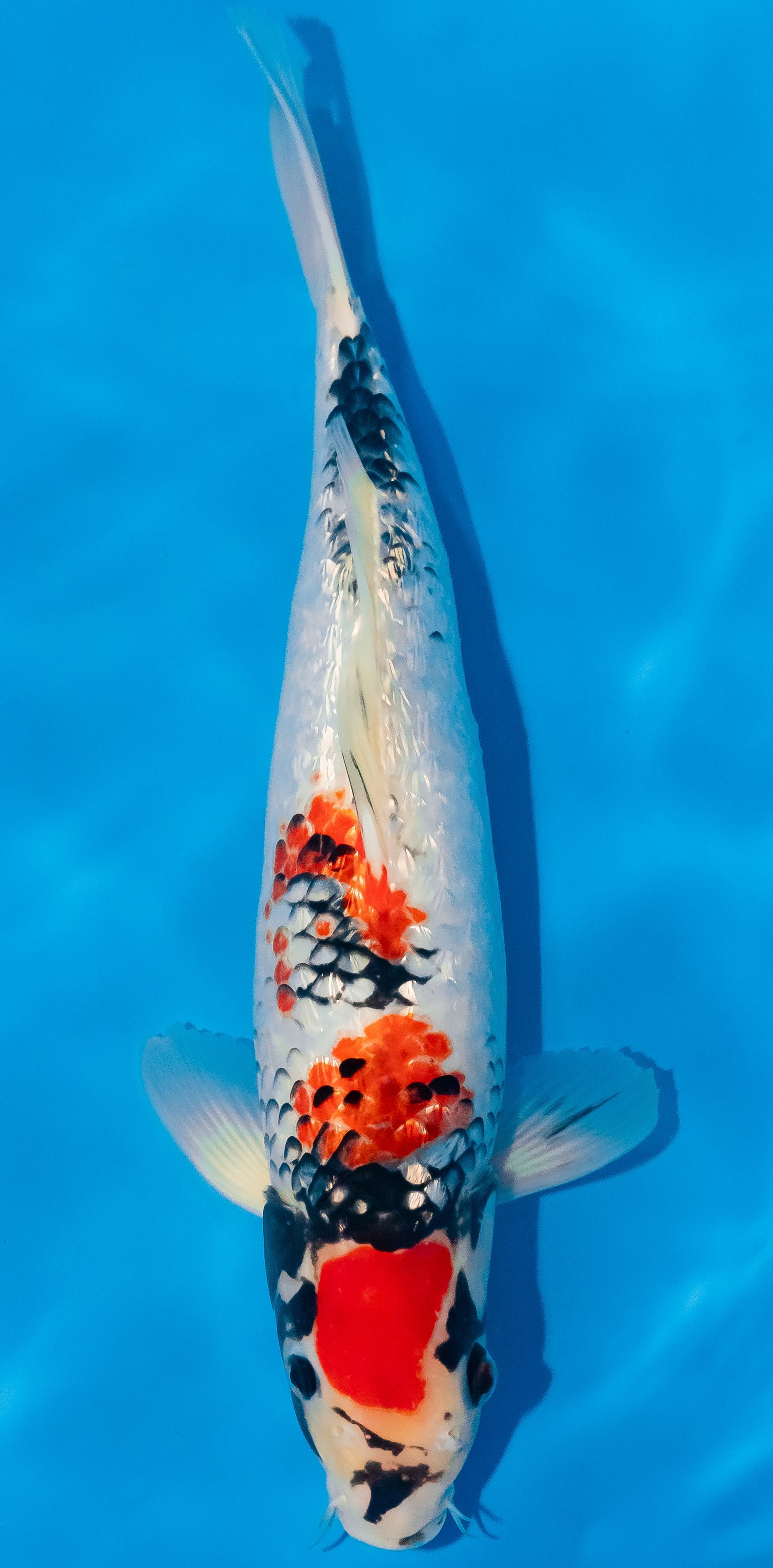 Koi 35-40cm Nr. 1176