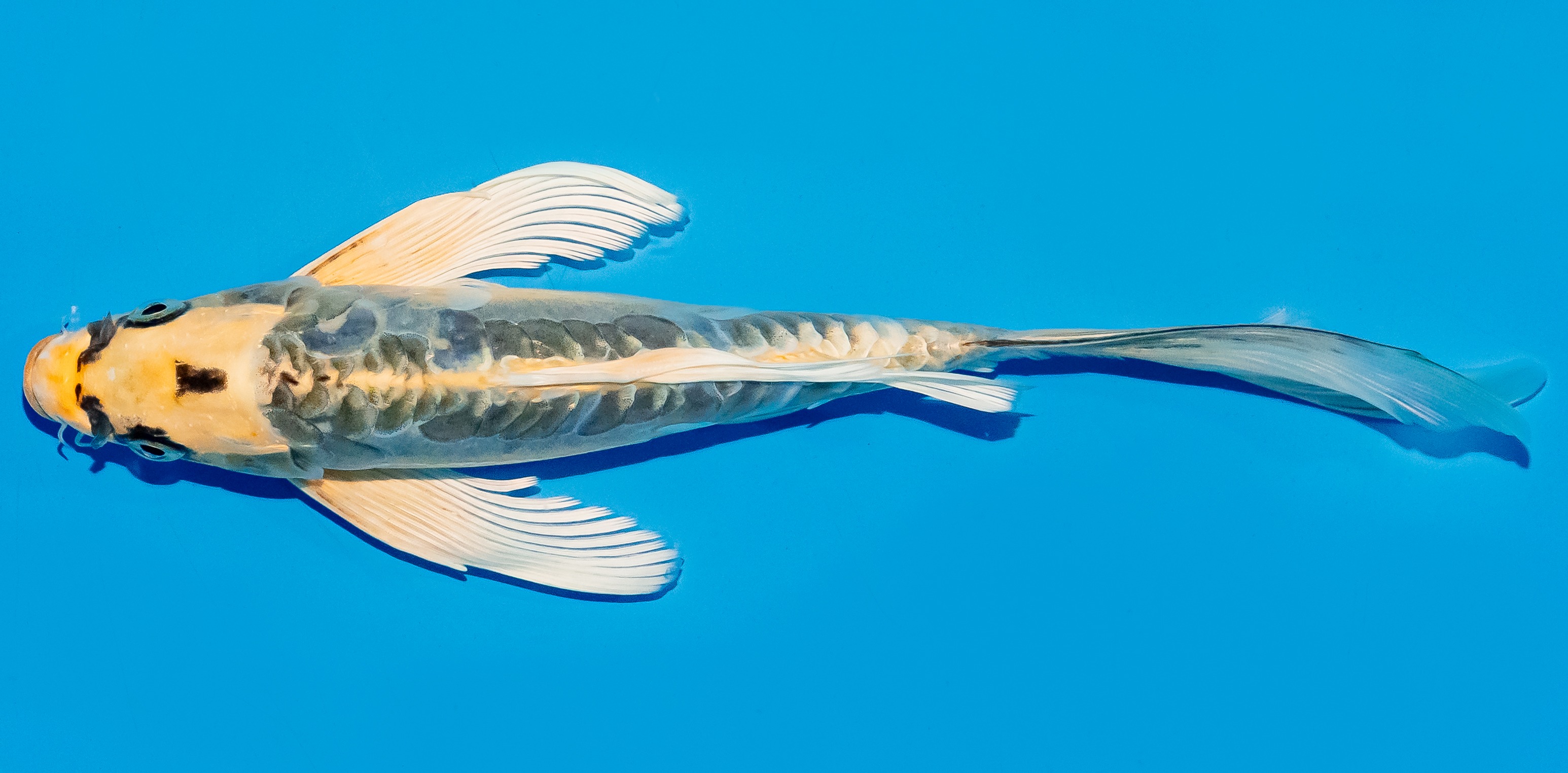 Butterfly Koi 25-30cm Nr. 5618