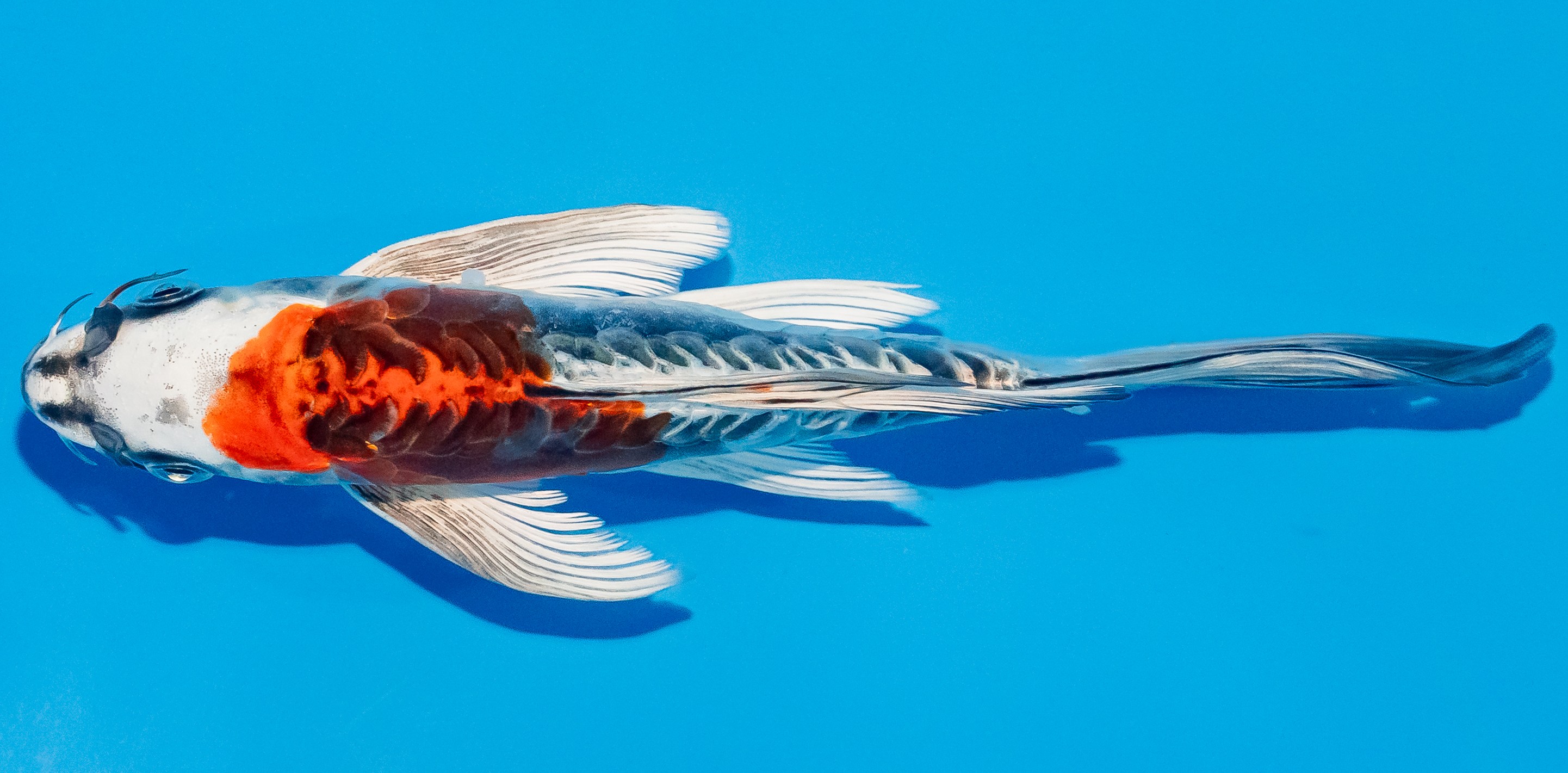 Butterfly Koi 20-25cm Nr. 3400