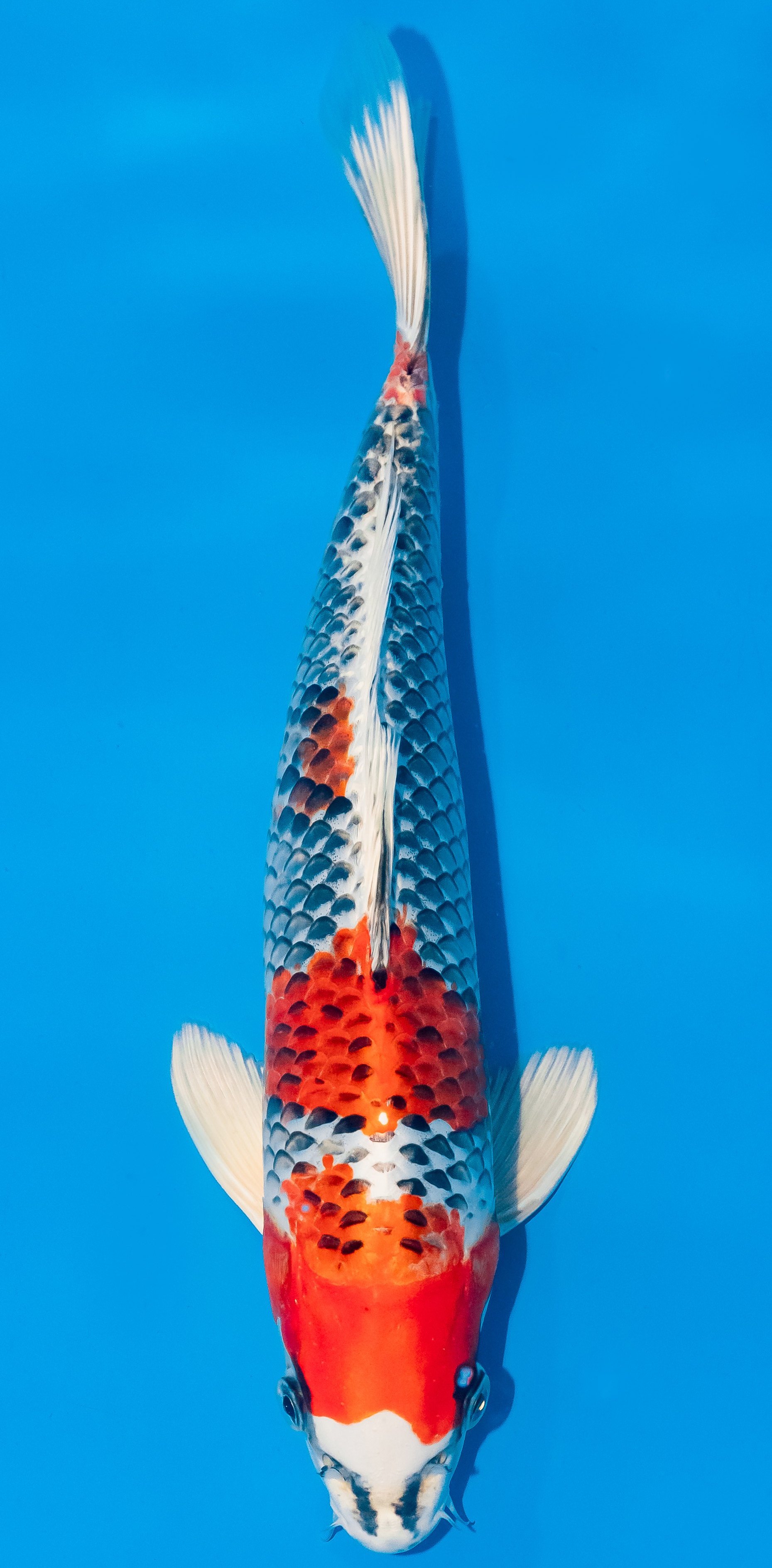 Koi 35-40cm Nr. 1153