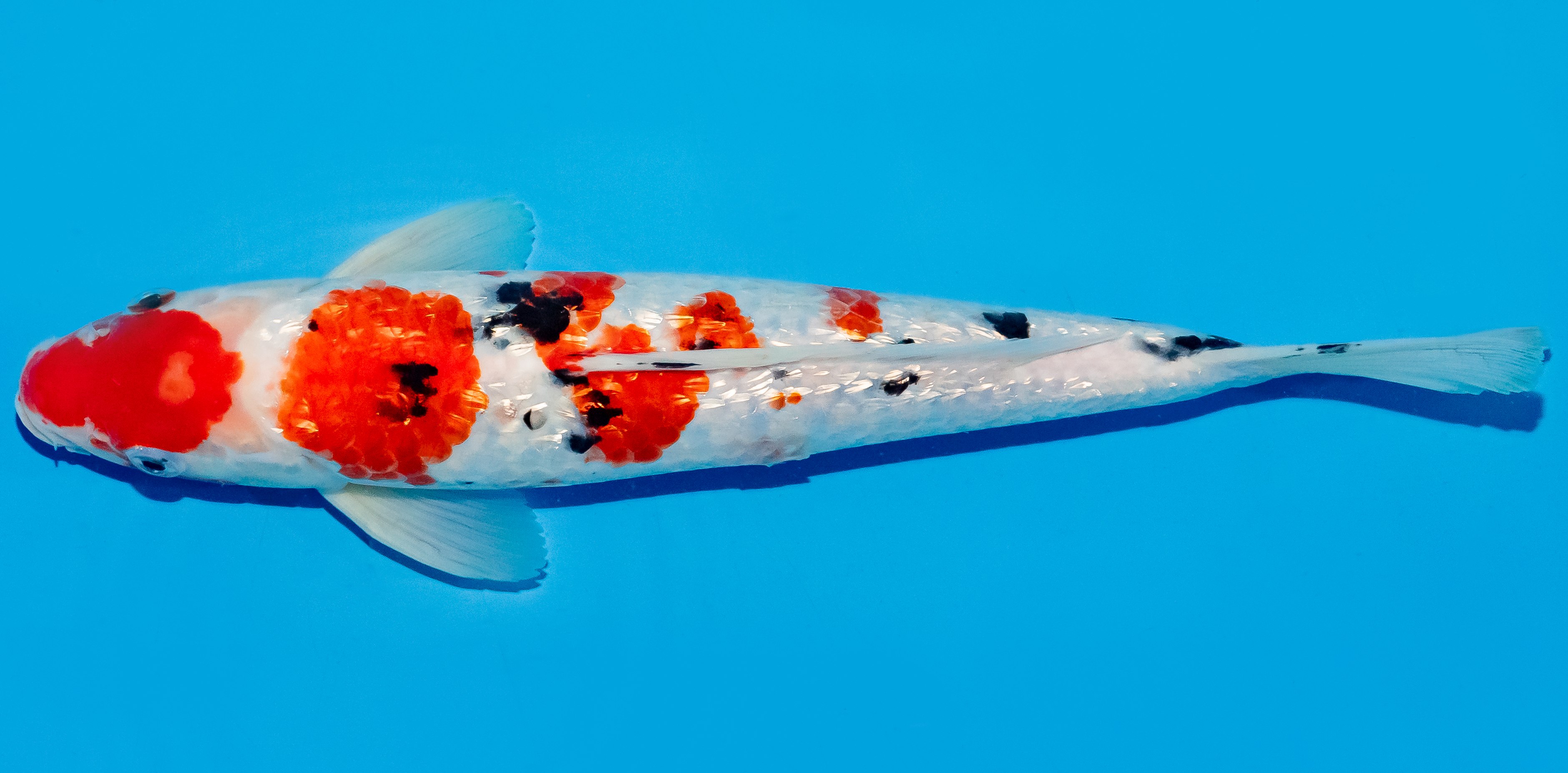 Koi 30-35cm Nr. 5122