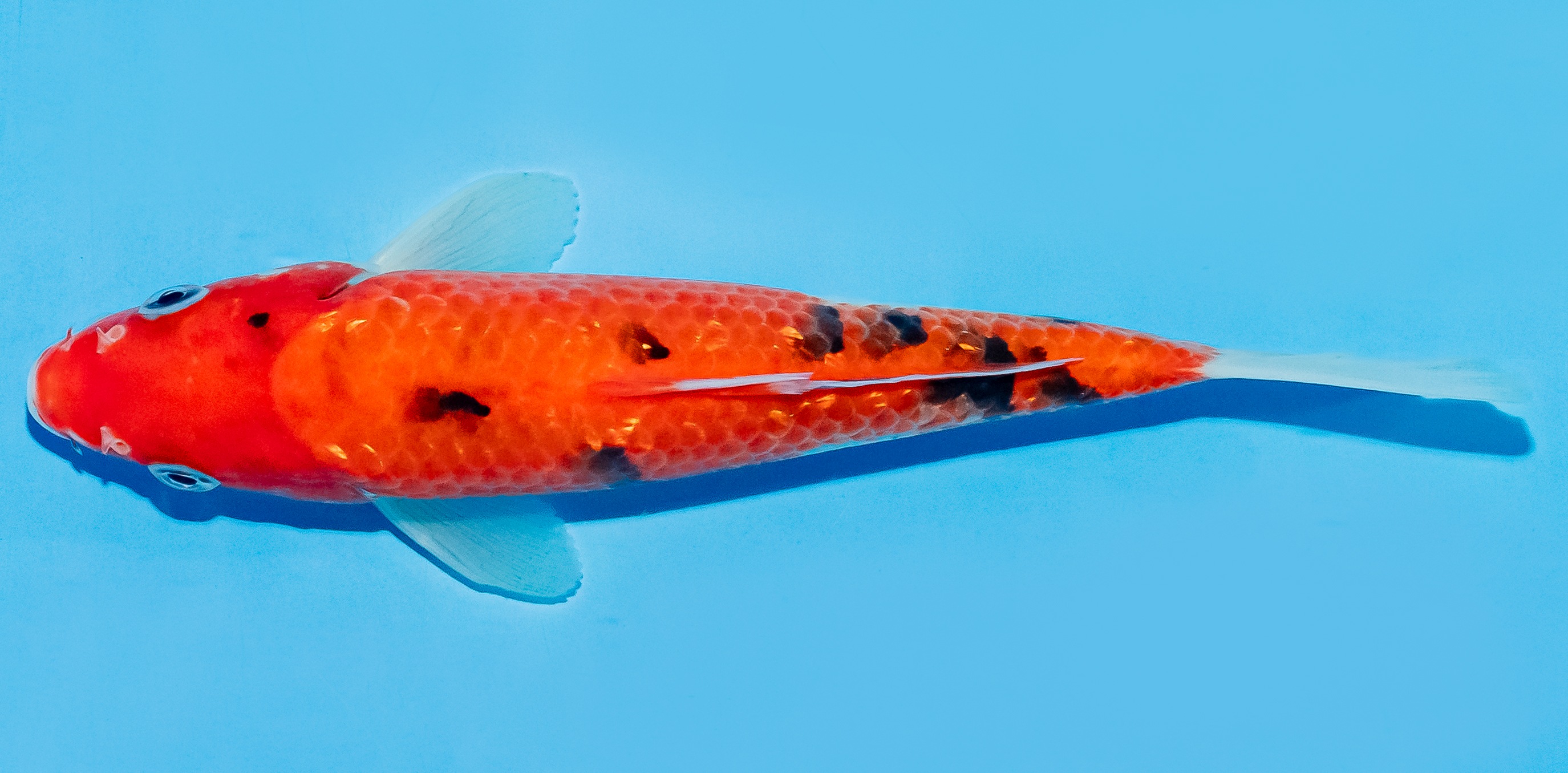 Koi 17-20cm Nr. 7724