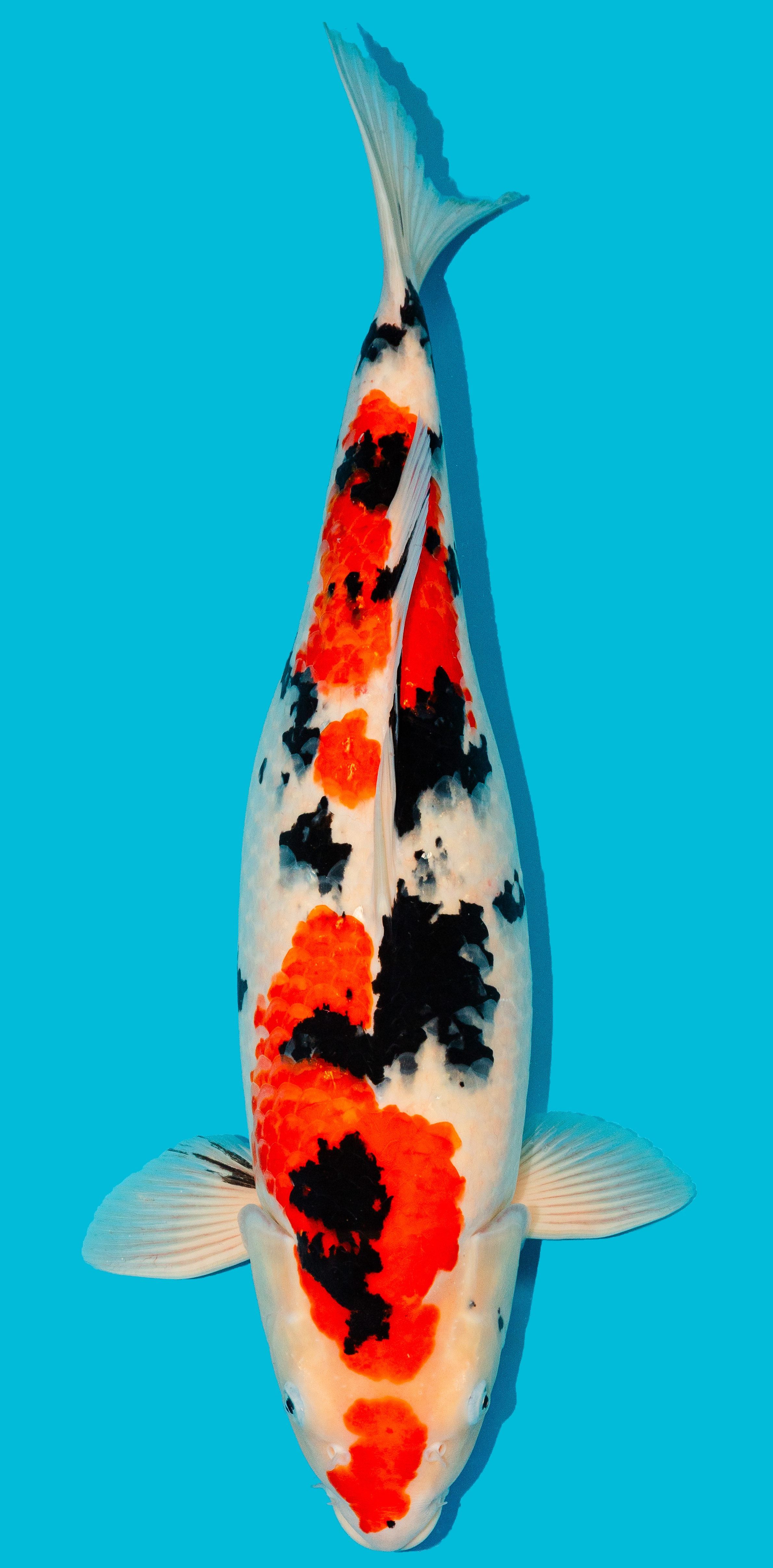 Sanke ca. 57cm Nr. 4843