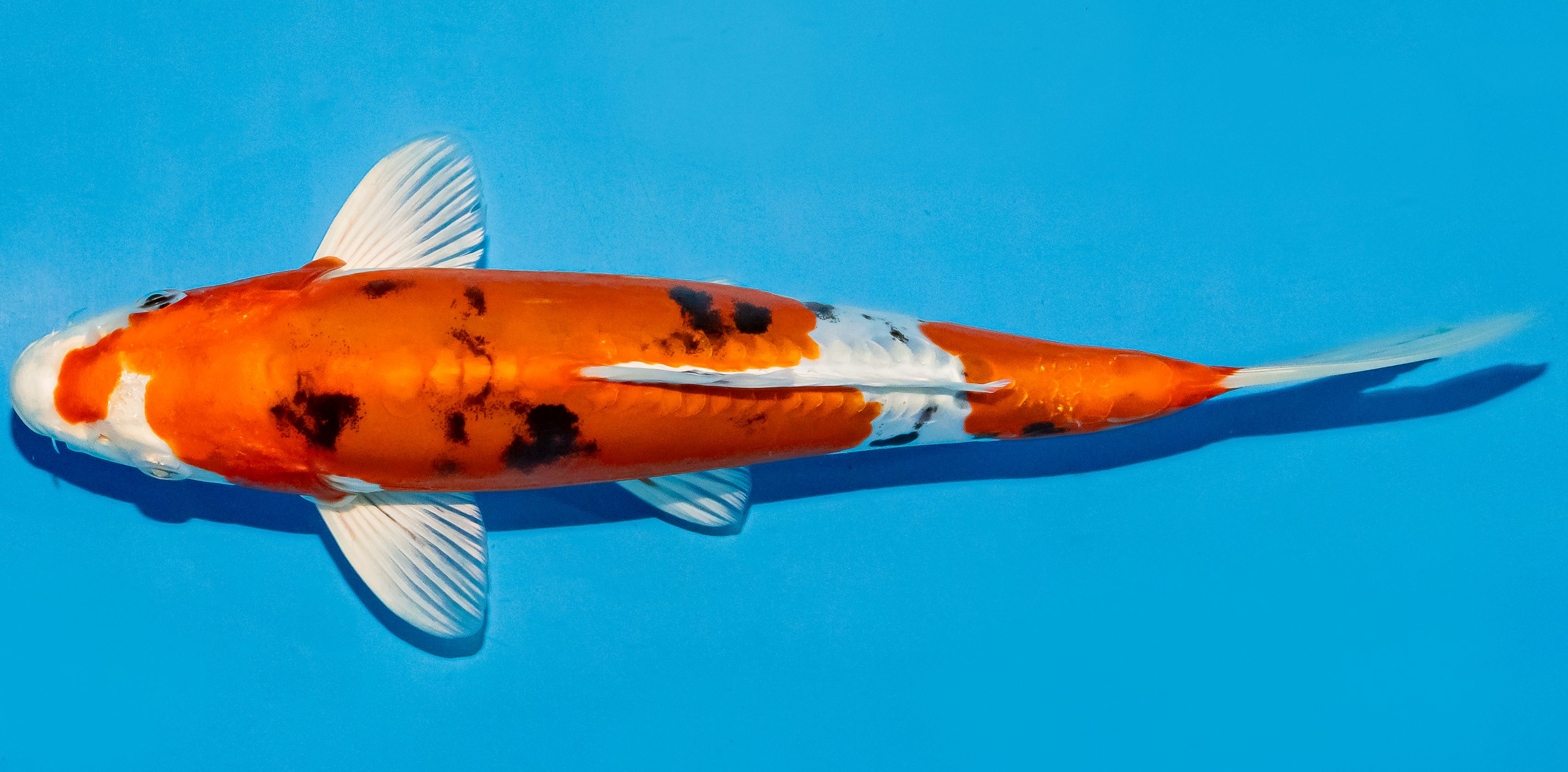 Koi 25-30cm Nr. 5342