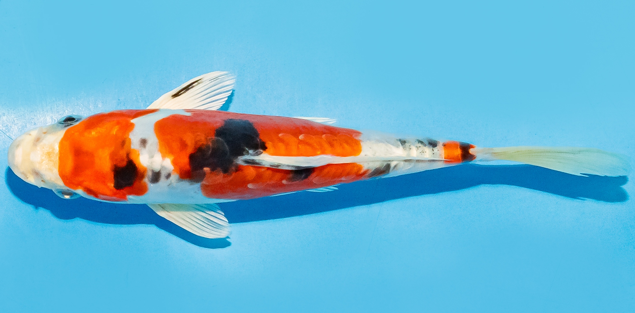 Koi 14-17cm Nr. 8040