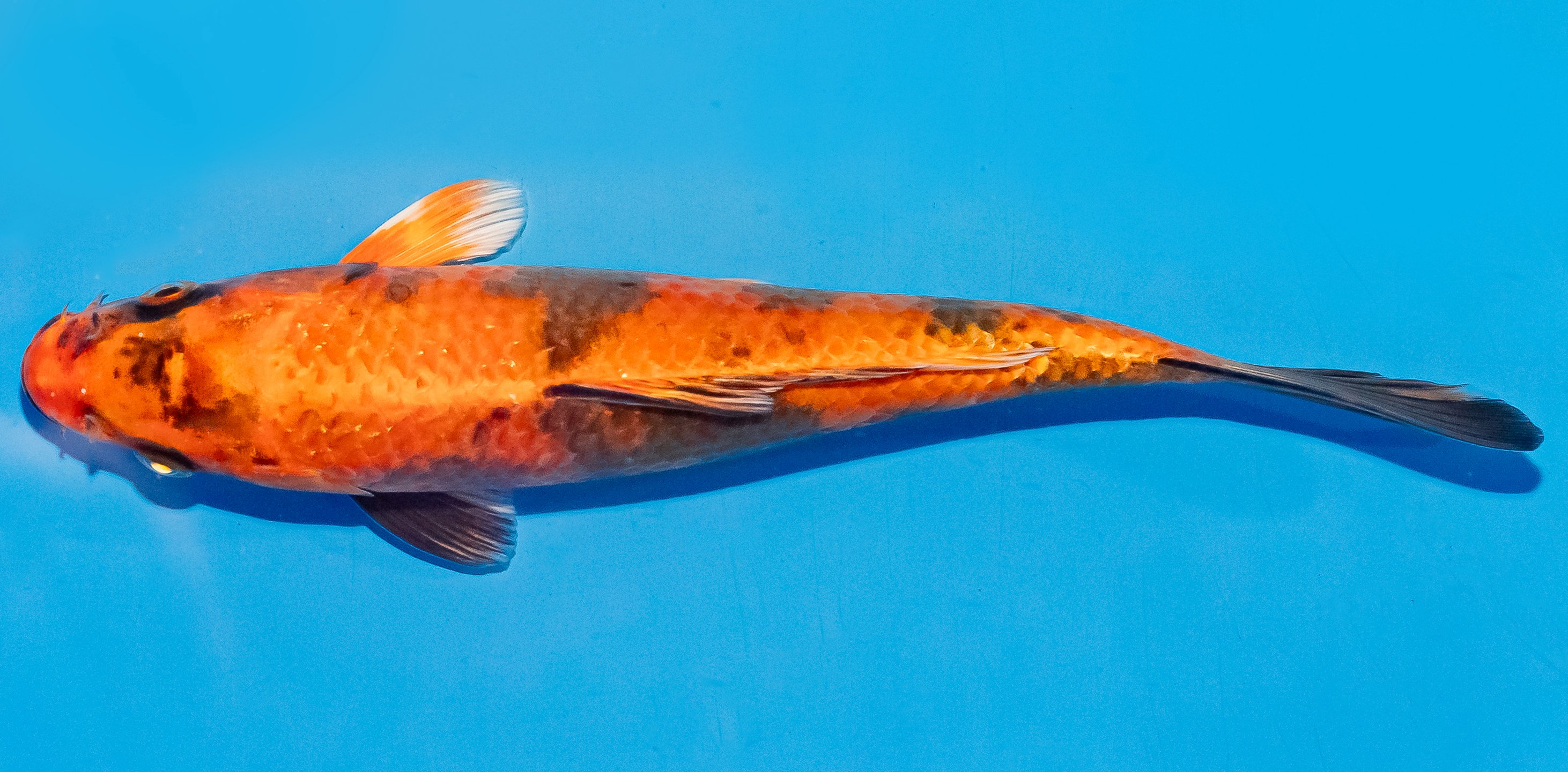Koi 20-25cm Nr. 6040
