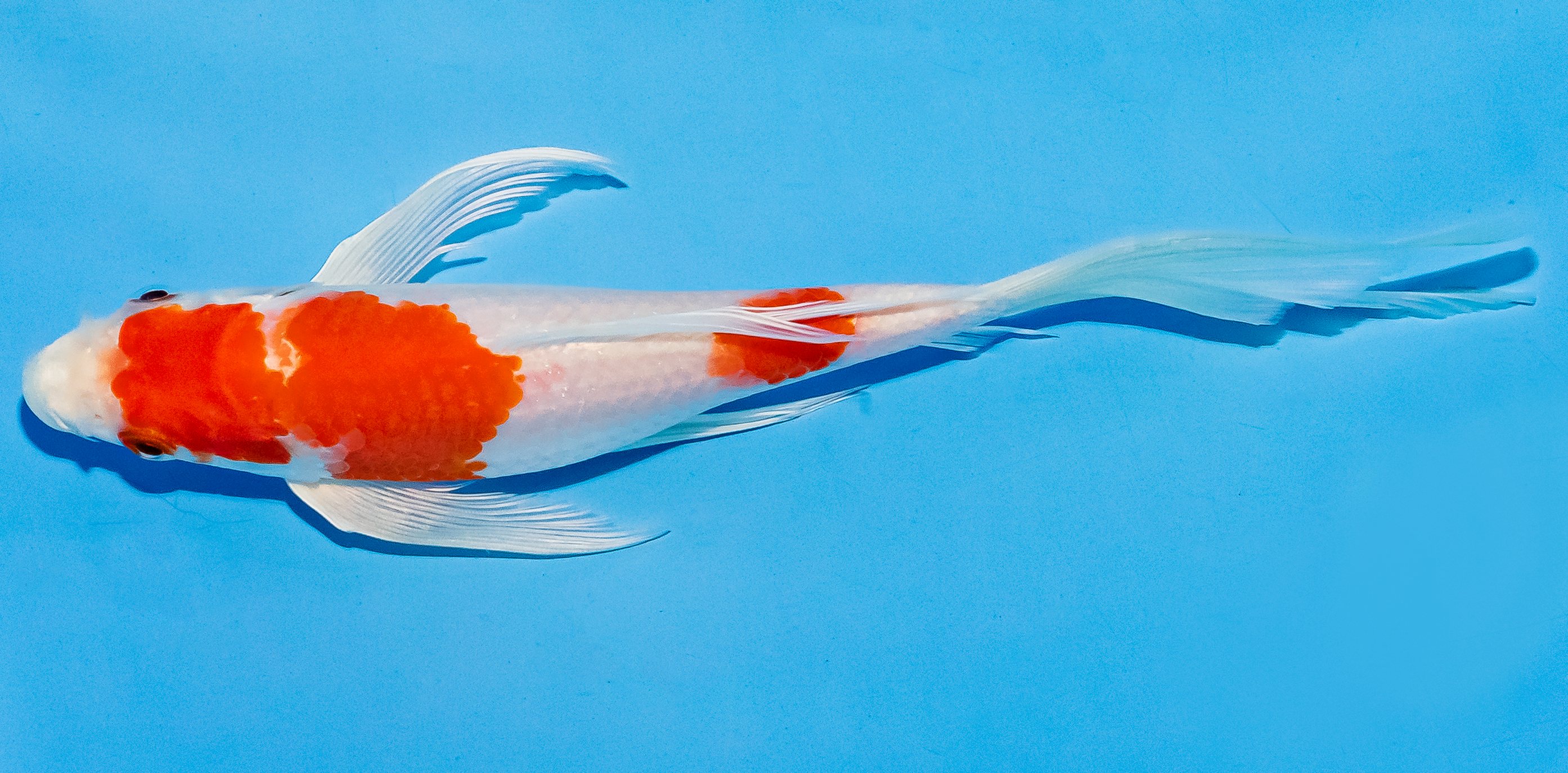 Butterfly Koi 17-20cm Nr. 5924