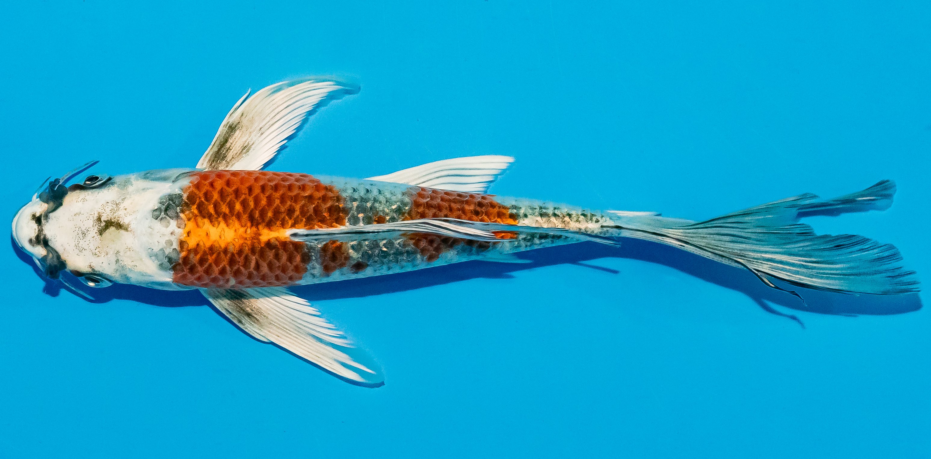 Butterfly Koi 20-25cm Nr. 3396
