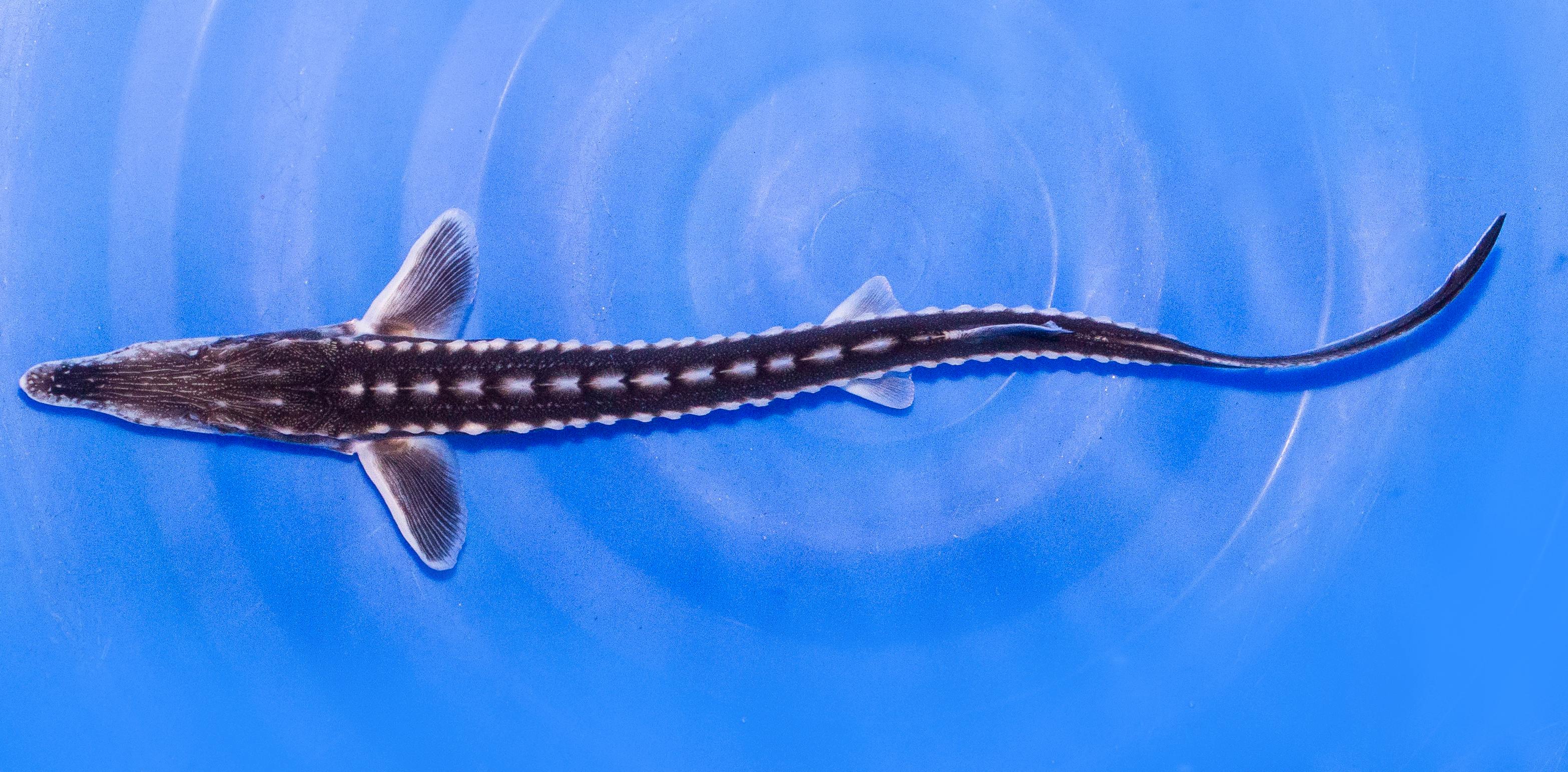 Spitssnuitsteur (Acipenser stellatus) 20-30cm
