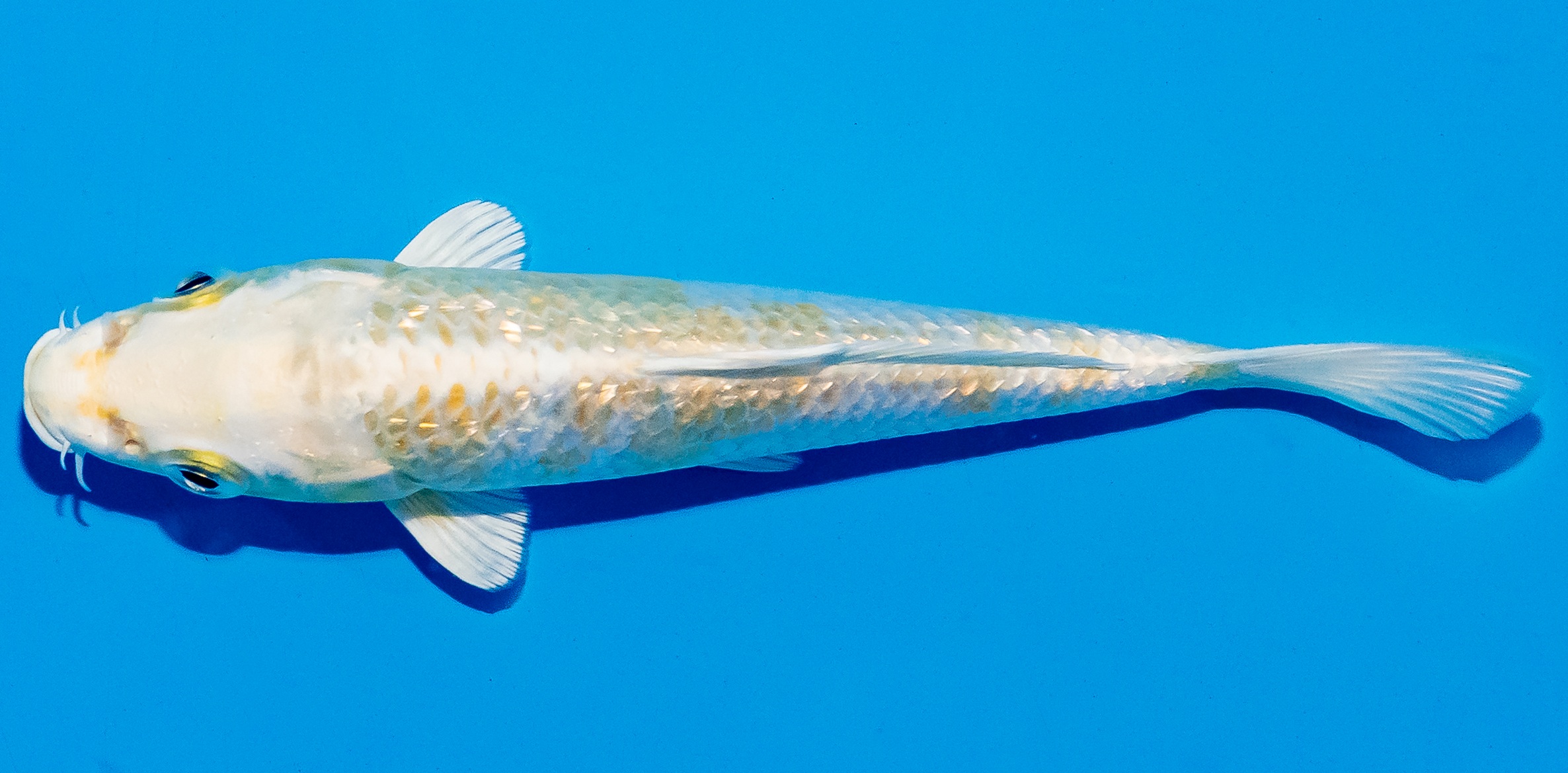 Koi 14-17cm Nr. 4708