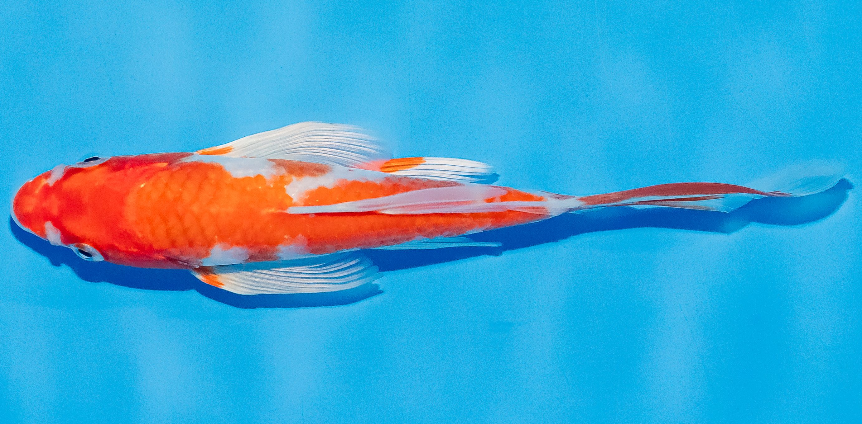 Butterfly Koi 14-17cm Nr. 3719